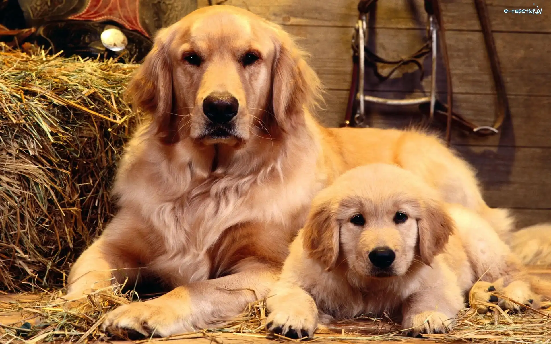 Psy, Słoma, Golden retriever, Dwa