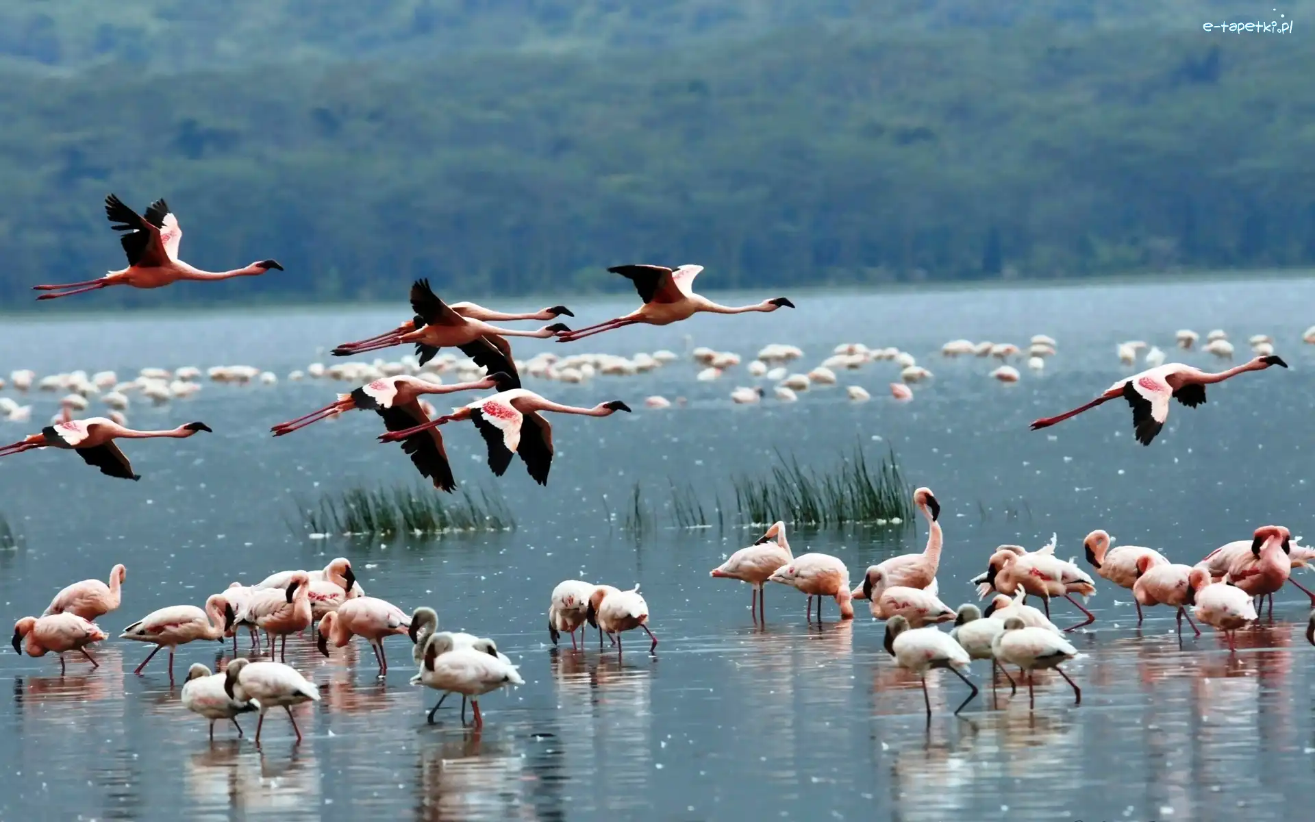Woda, Flamingi