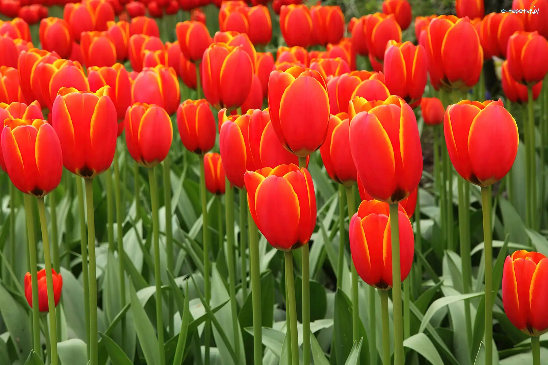 Tulipany, Czerwone