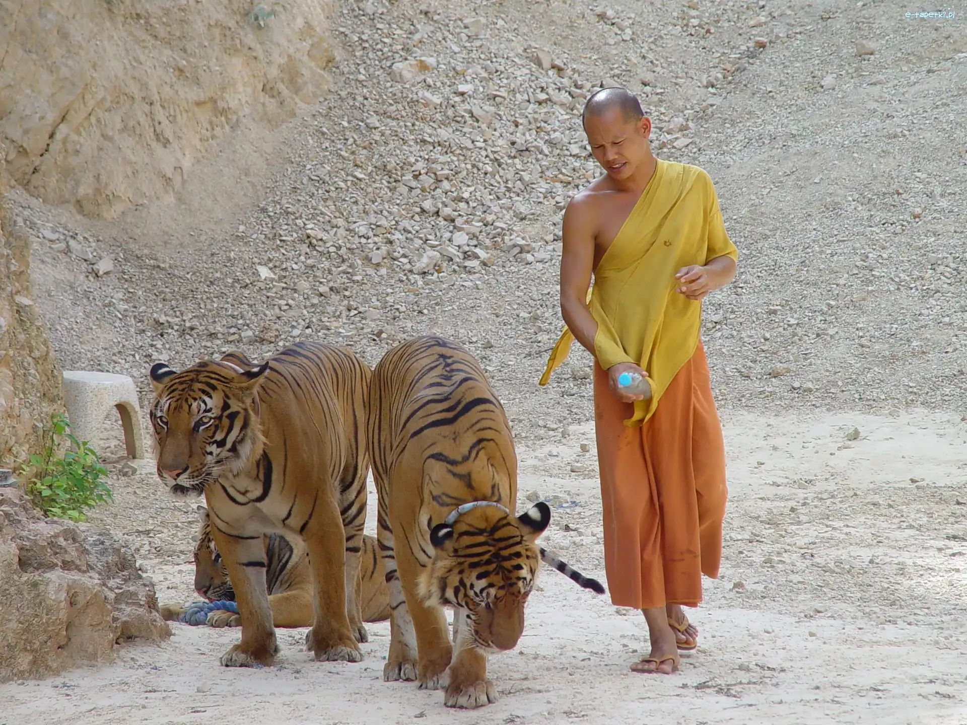 Kamieniołom, Monk, Tygrysy