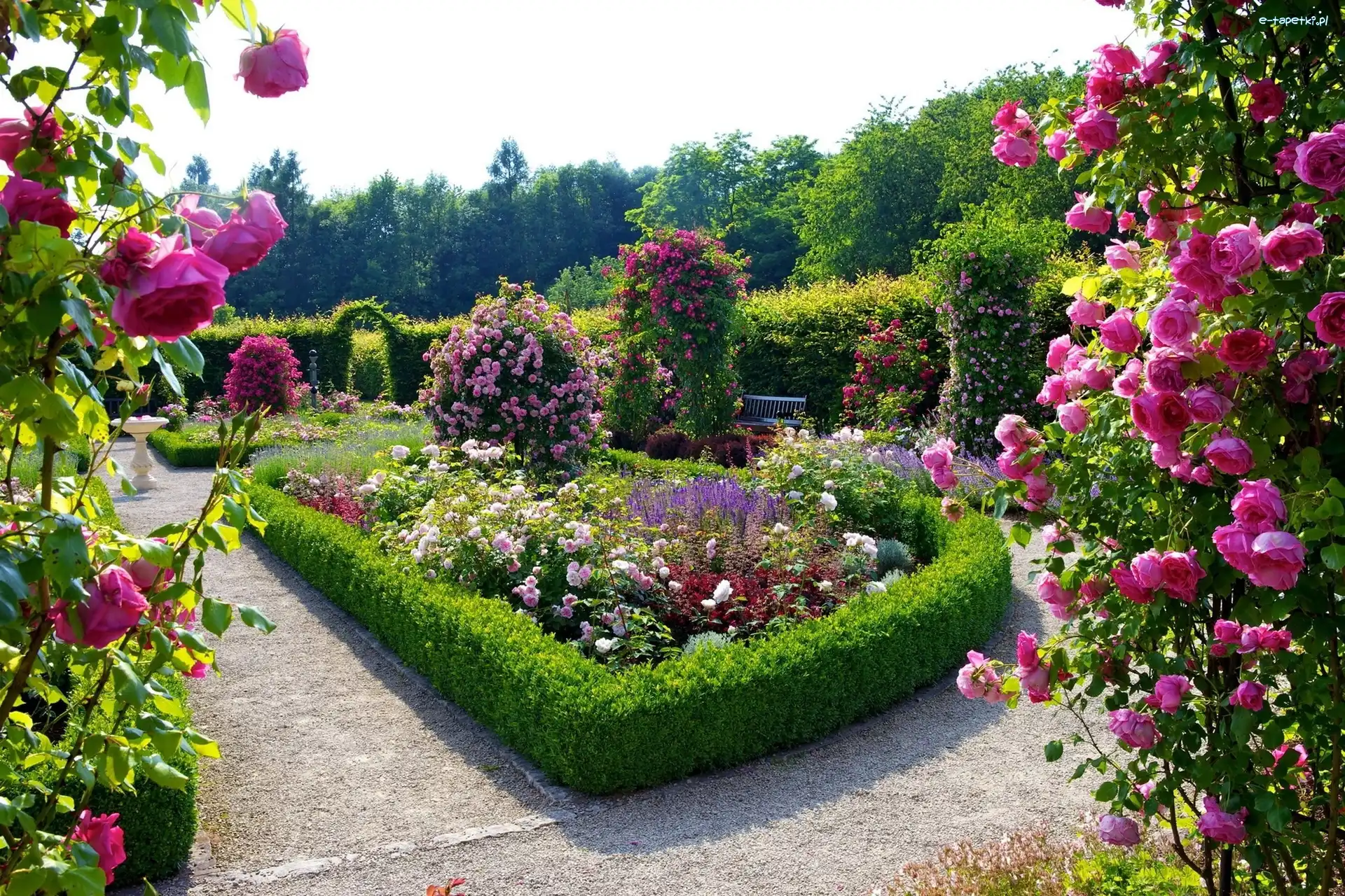 Różany, Ogród, Piękny