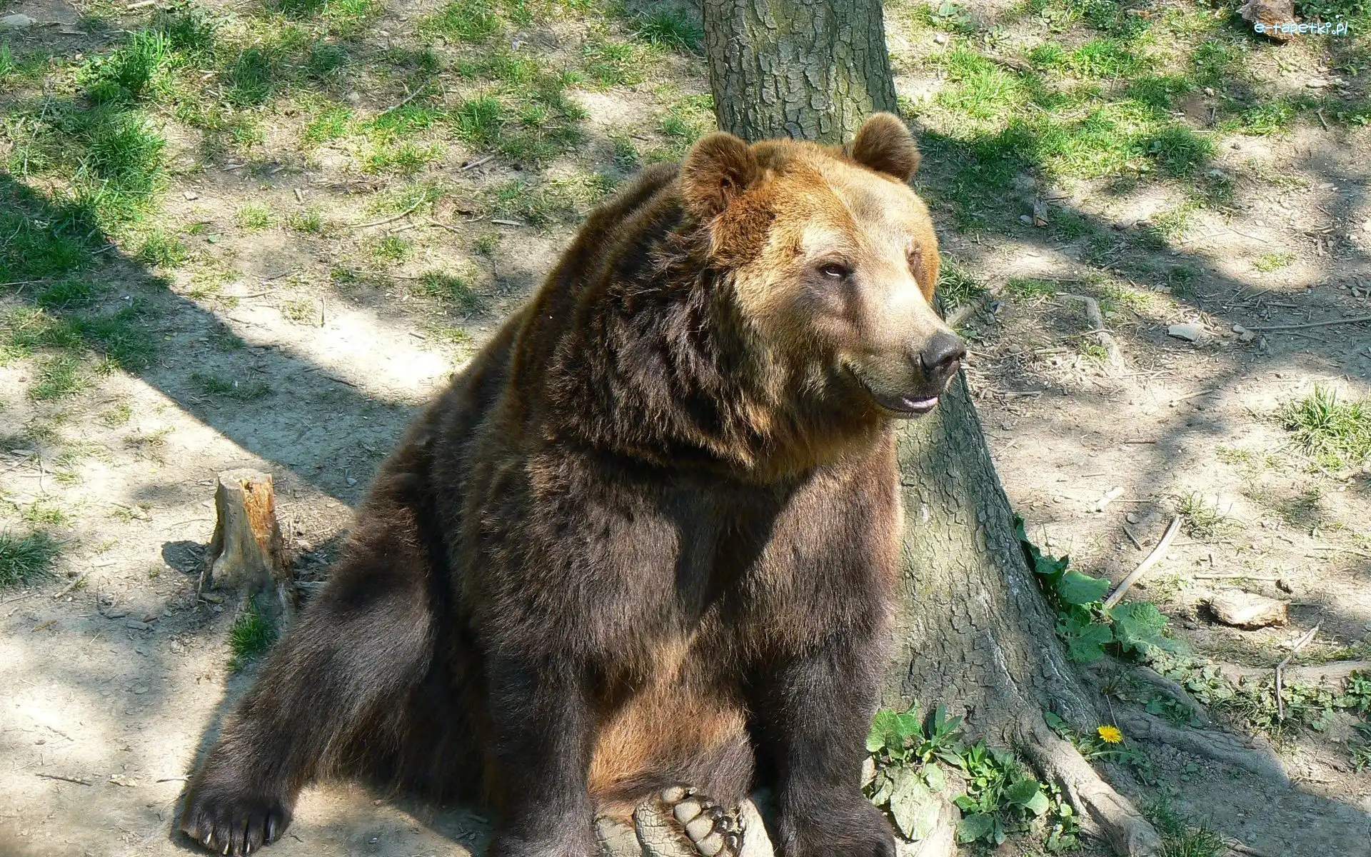 Niedźwiedź, Siedzący, Drzewo