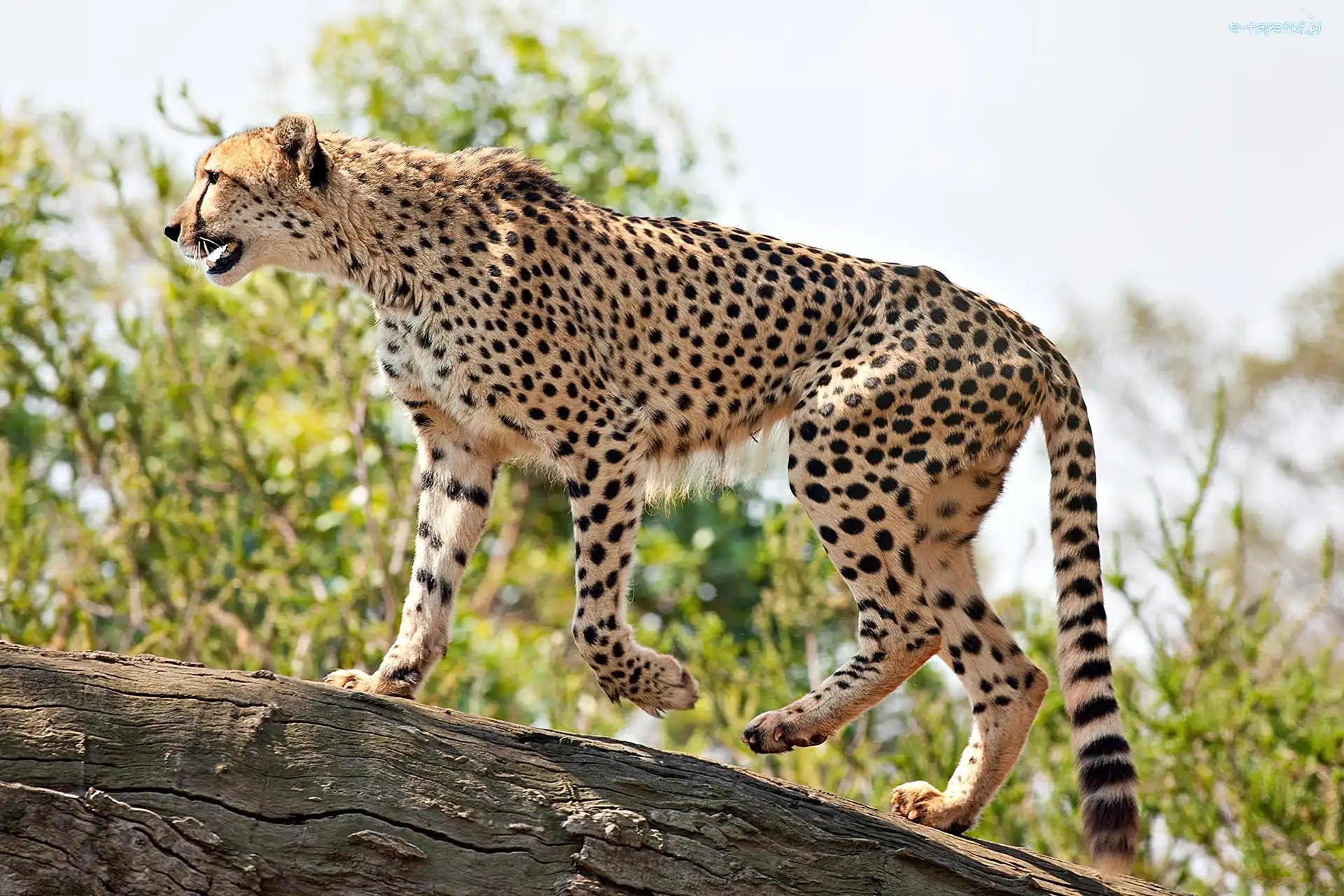 Kłoda, Cętki, Gepard