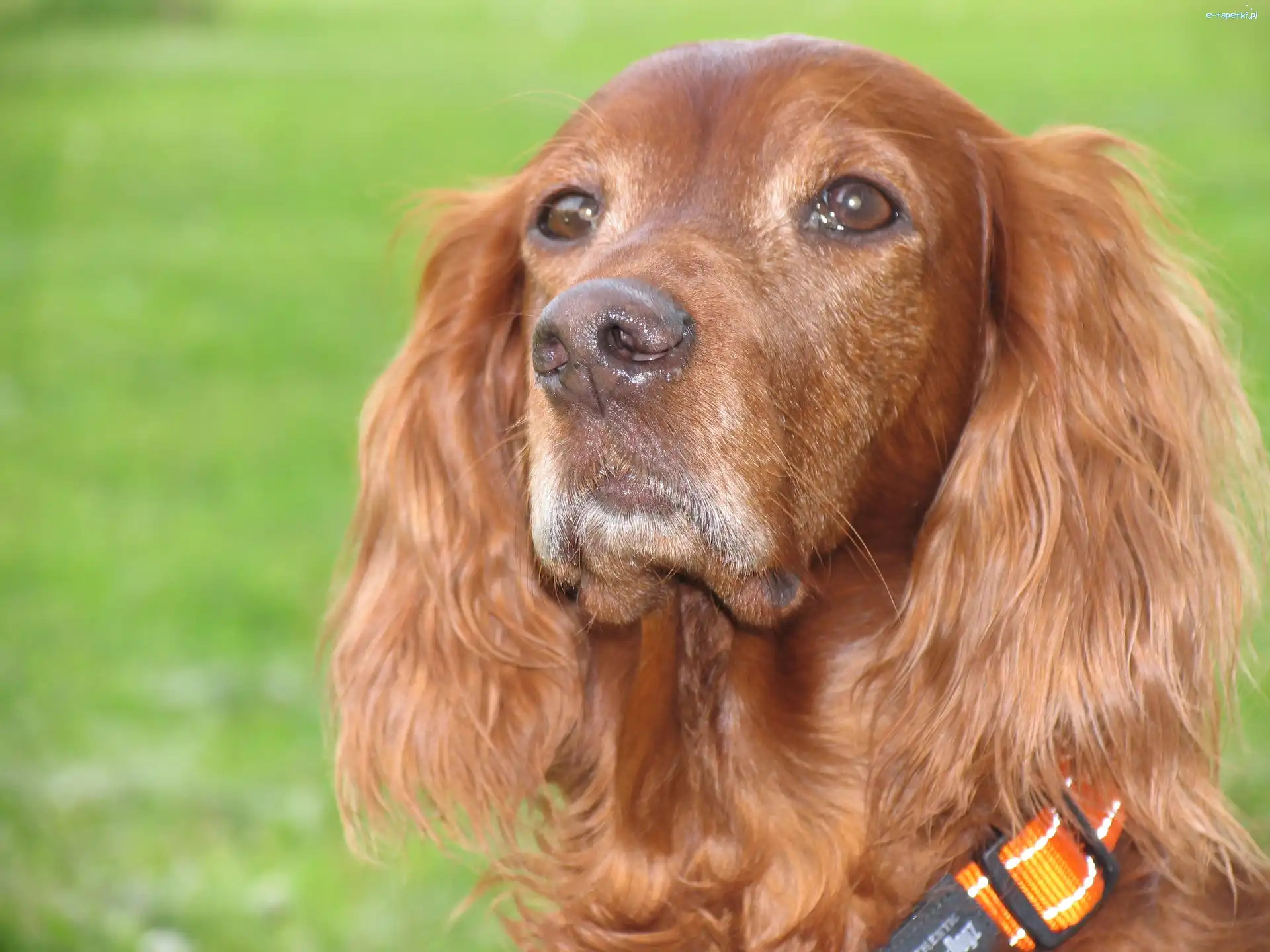 Łeb, Spaniel, Cocker