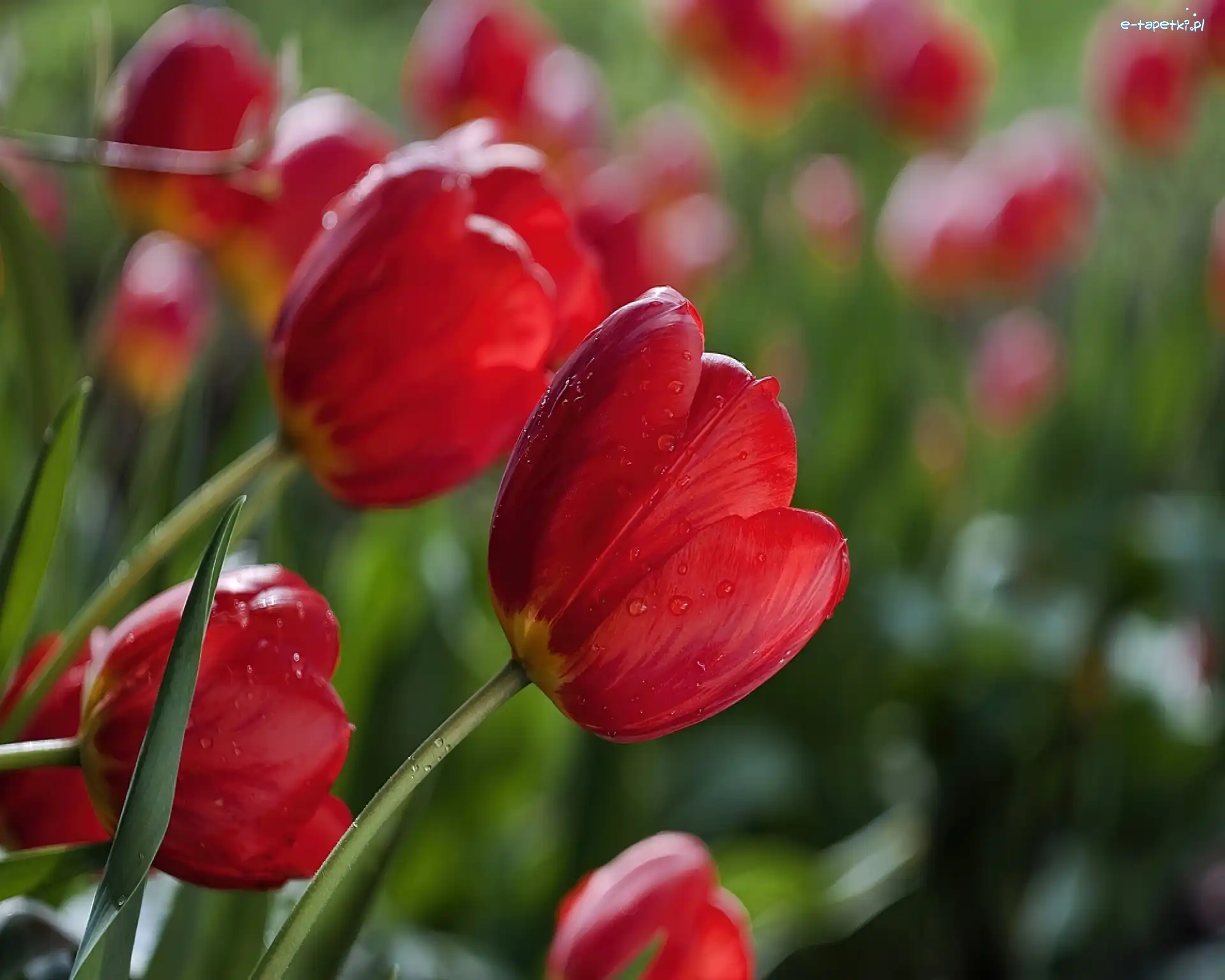 Tulipany, Wody, Krople, Czerwone