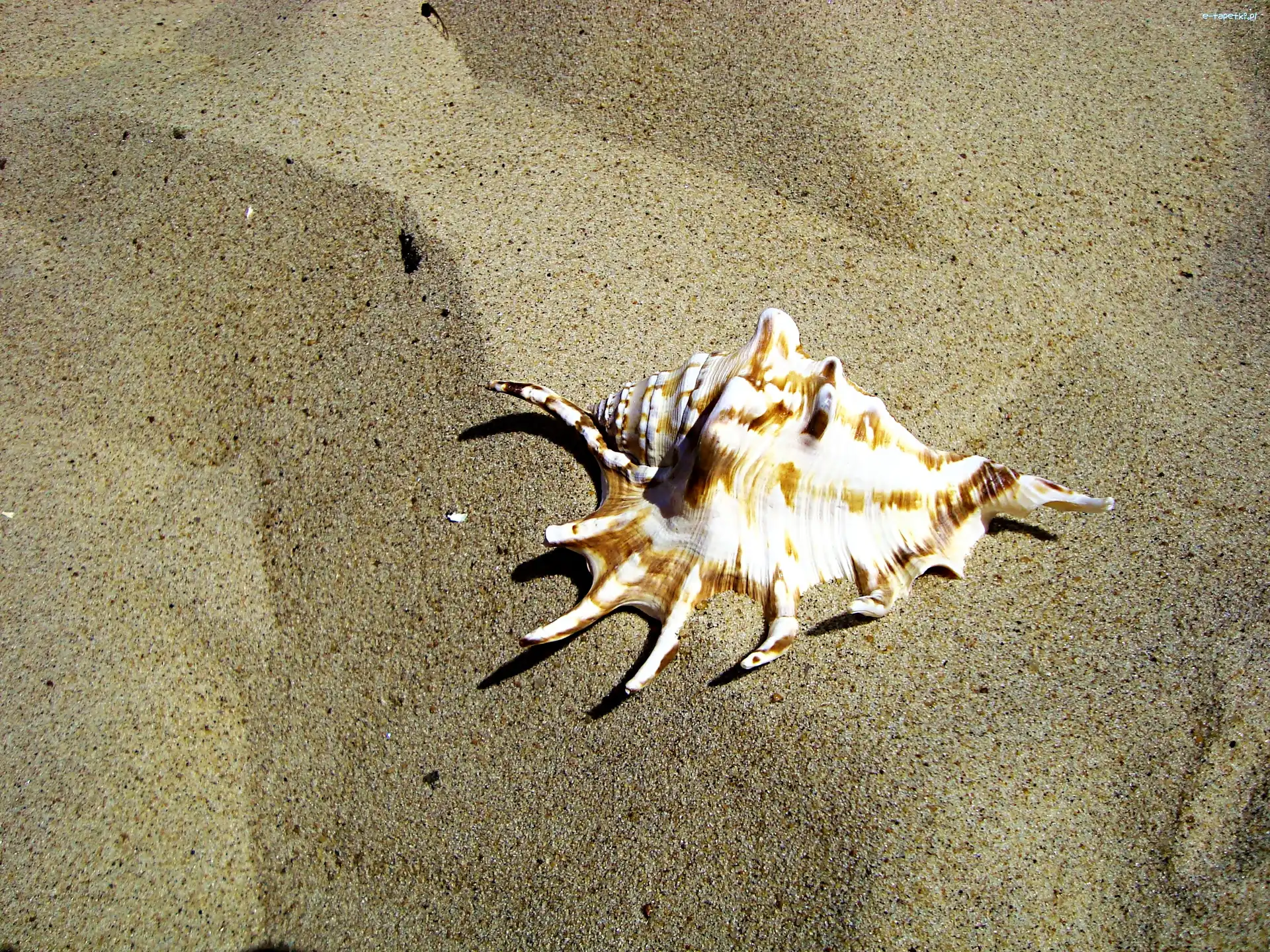 Muszla, Piasek, Plaża