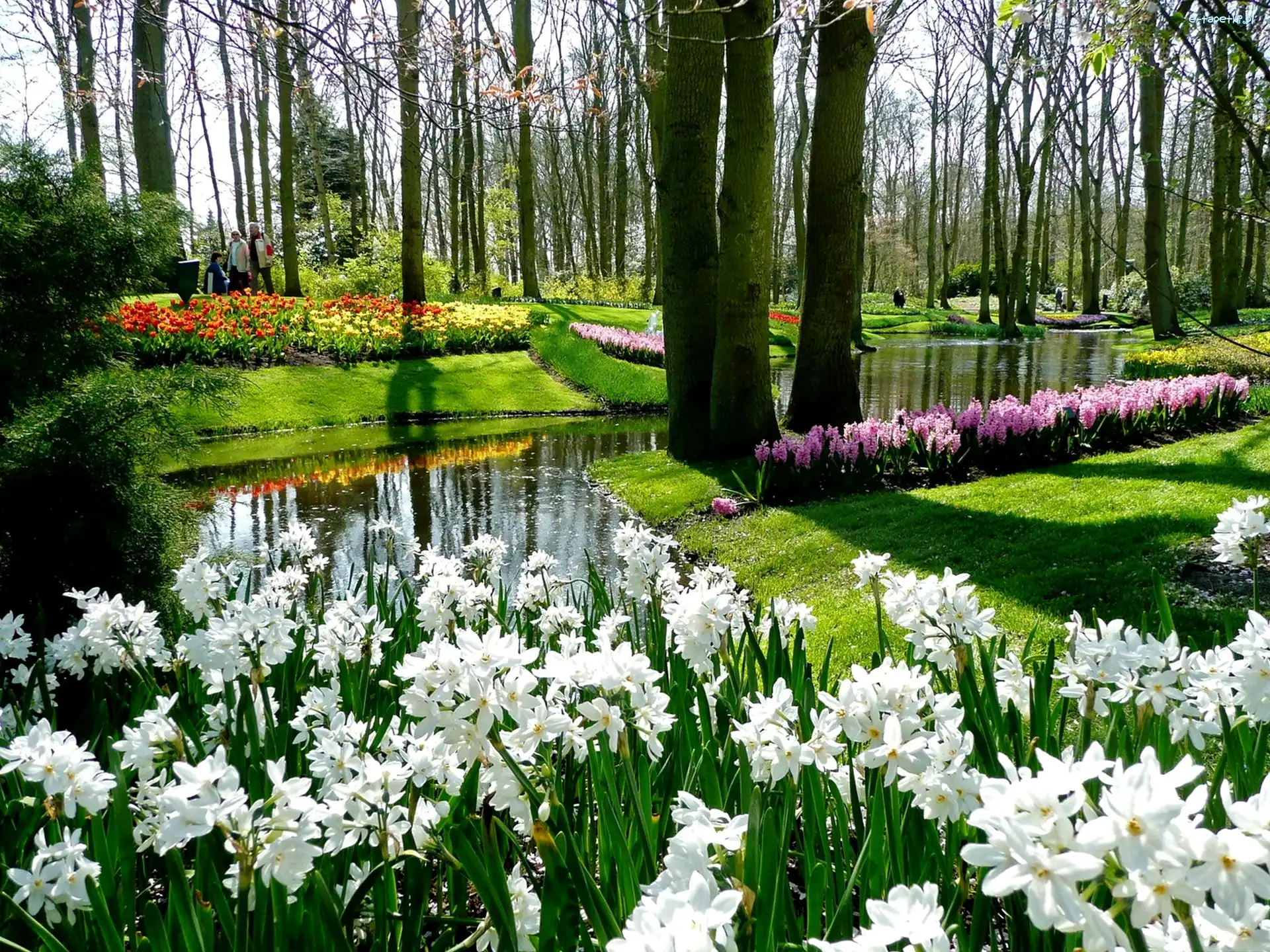 Kwiaty, Wiosna, Rzeczka, Park