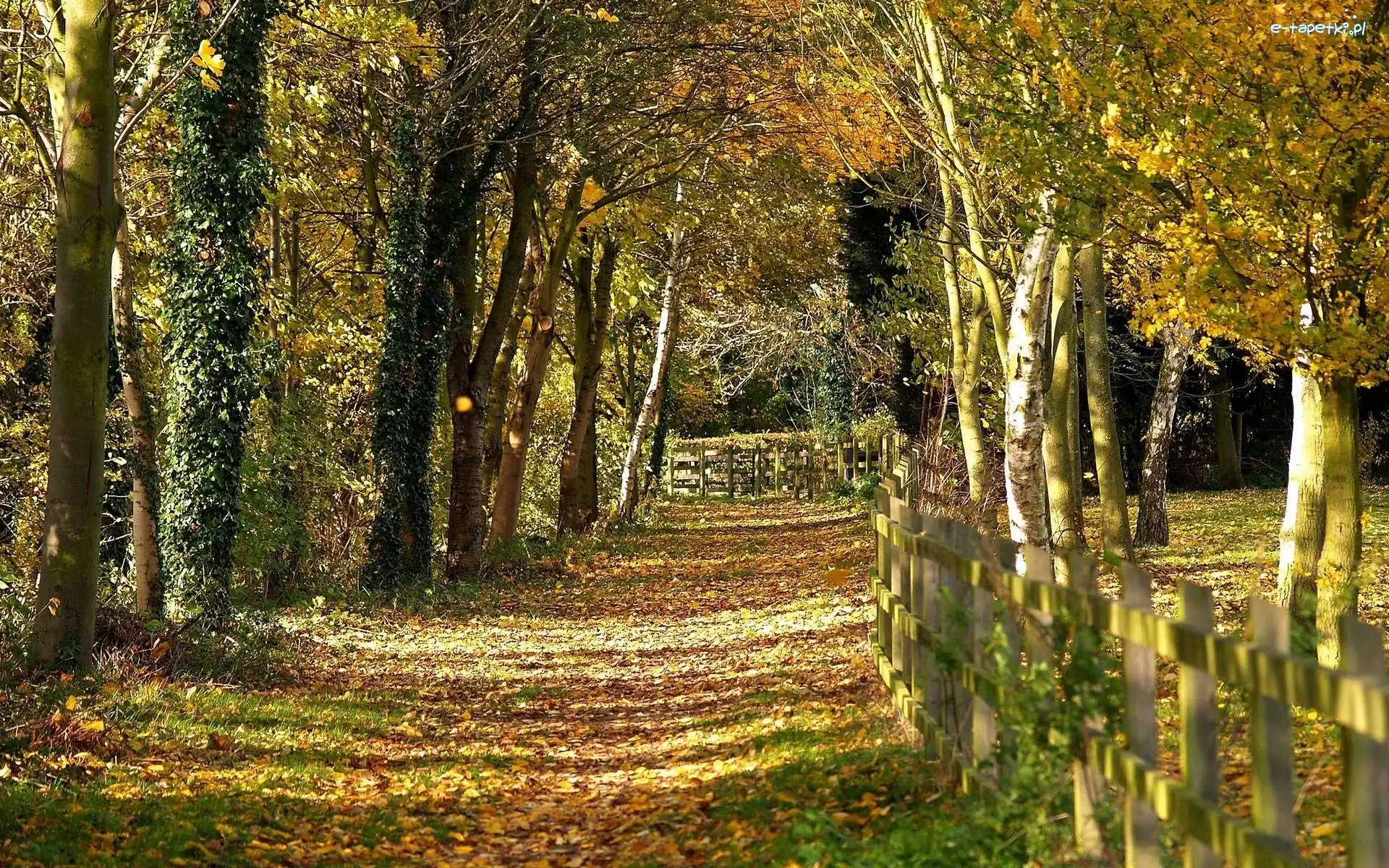Dróżka, Jesień, Ogrodzenie, Leśna