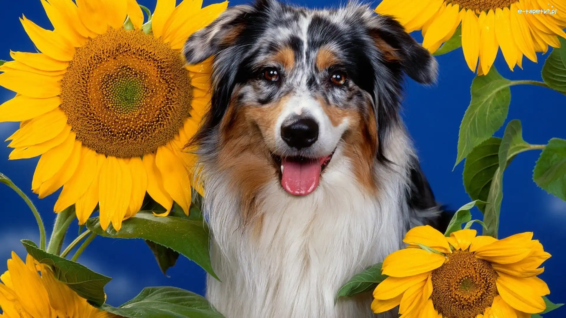 Australian shepherd, Owczarek australijski, Słoneczniki