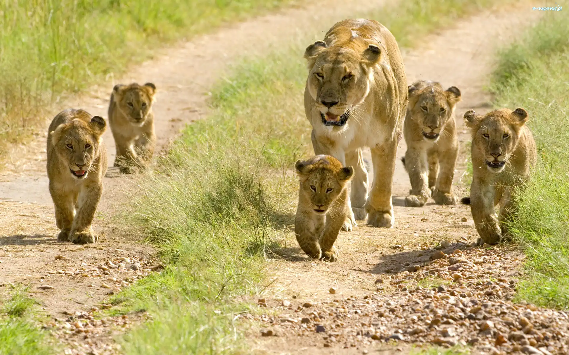 Safari, Rodzinka, Lwia