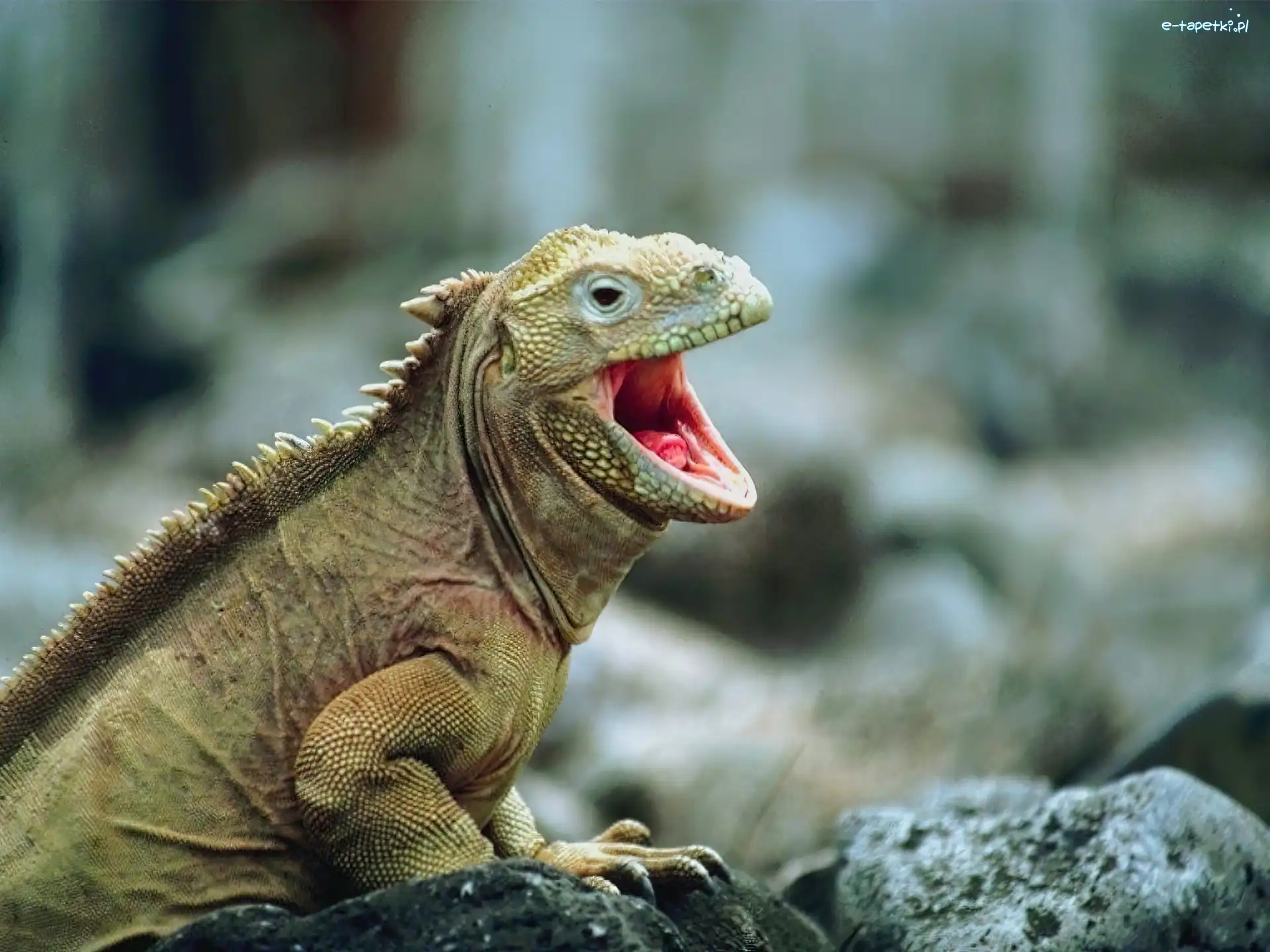 Gad, Kamienie, Iguana
