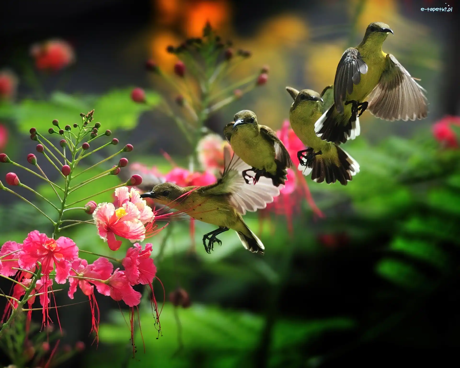 Kolibry, Cztery, Kwiat