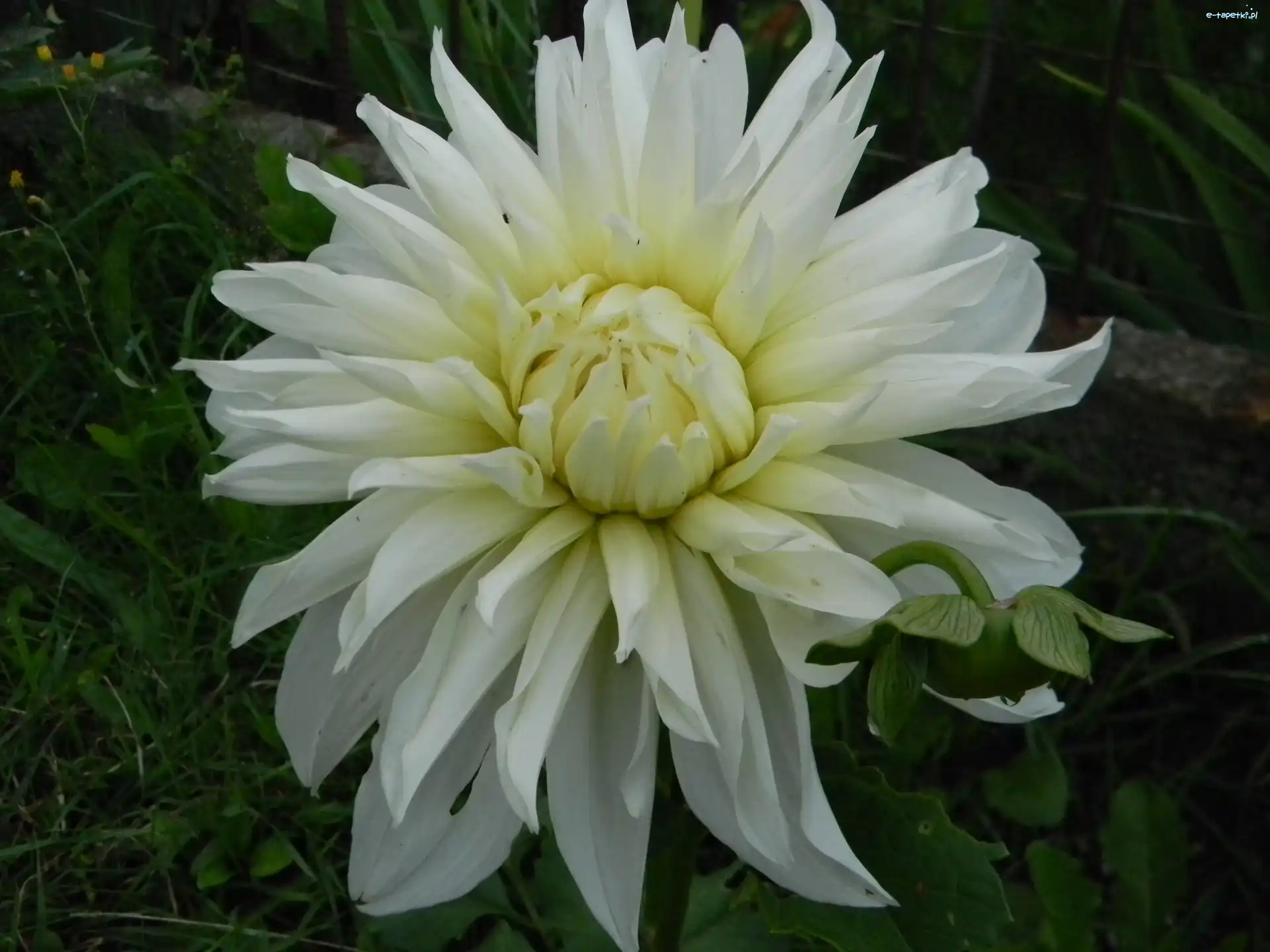 Dalia, Biała