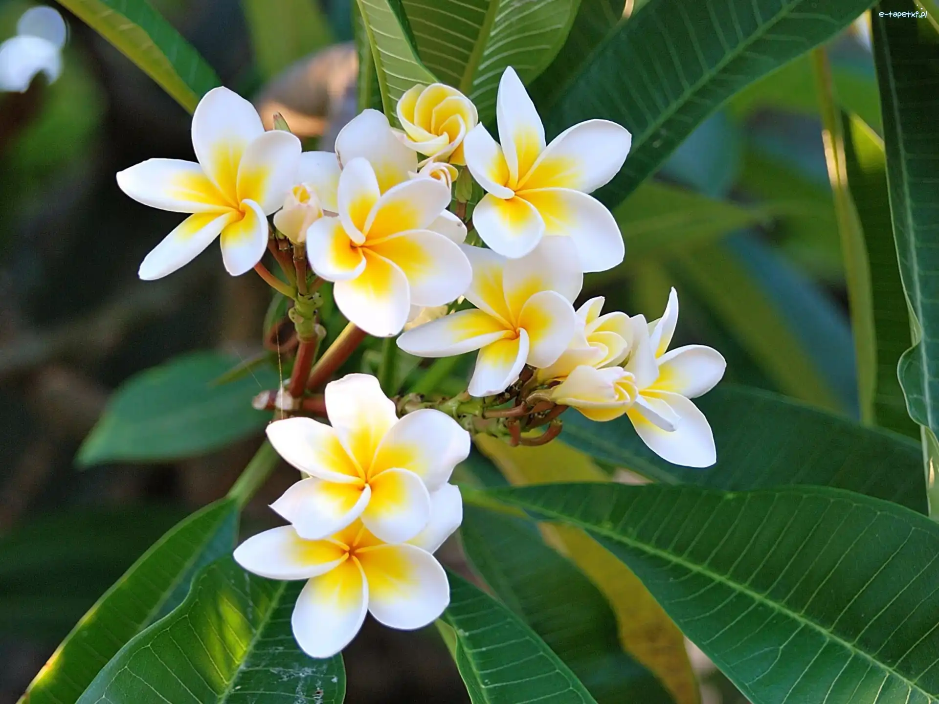 Kwiaty, Plumeria