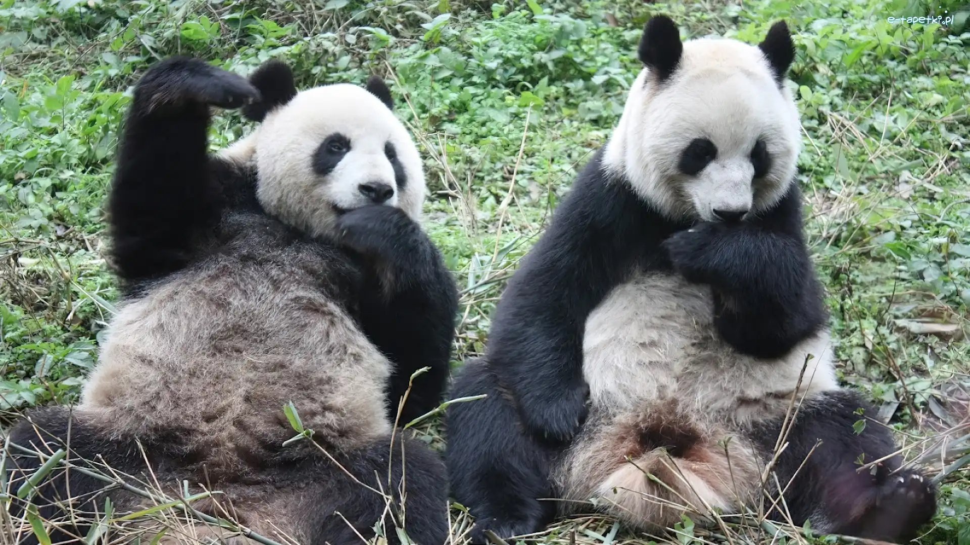 Posiłek, Panda, Misie