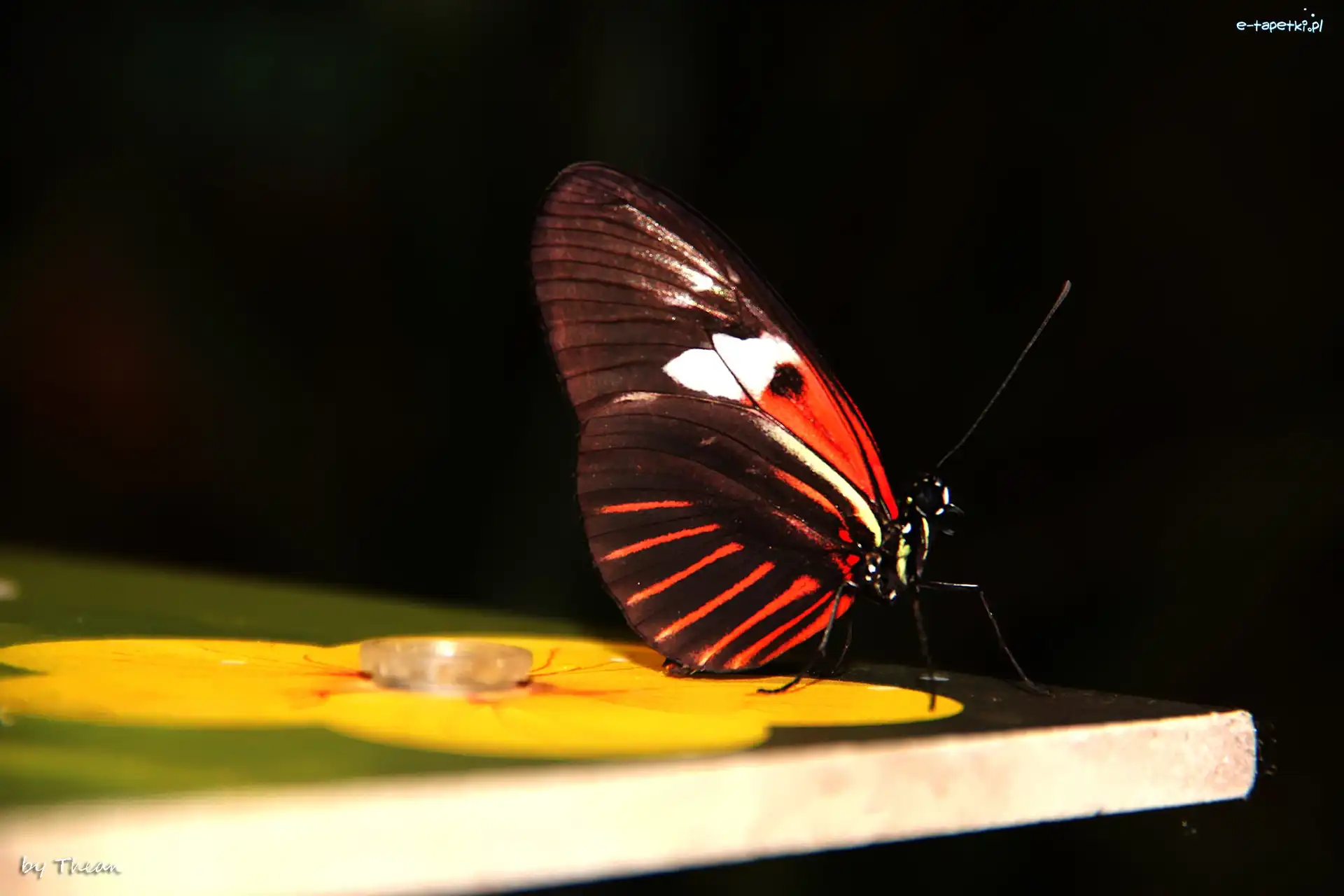 Skrzydła, Kolorowe, Motyl