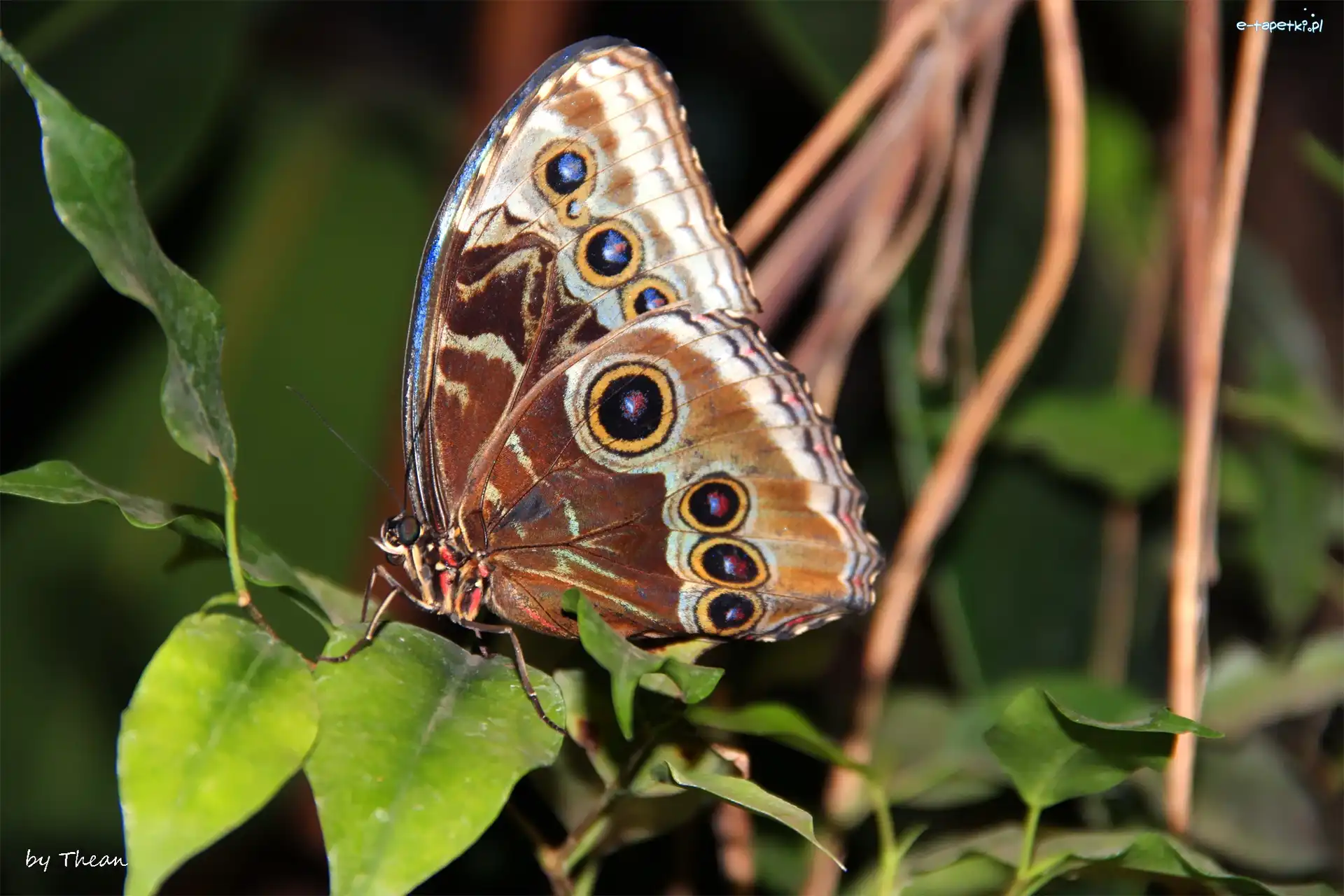 Skrzydła, Motyl