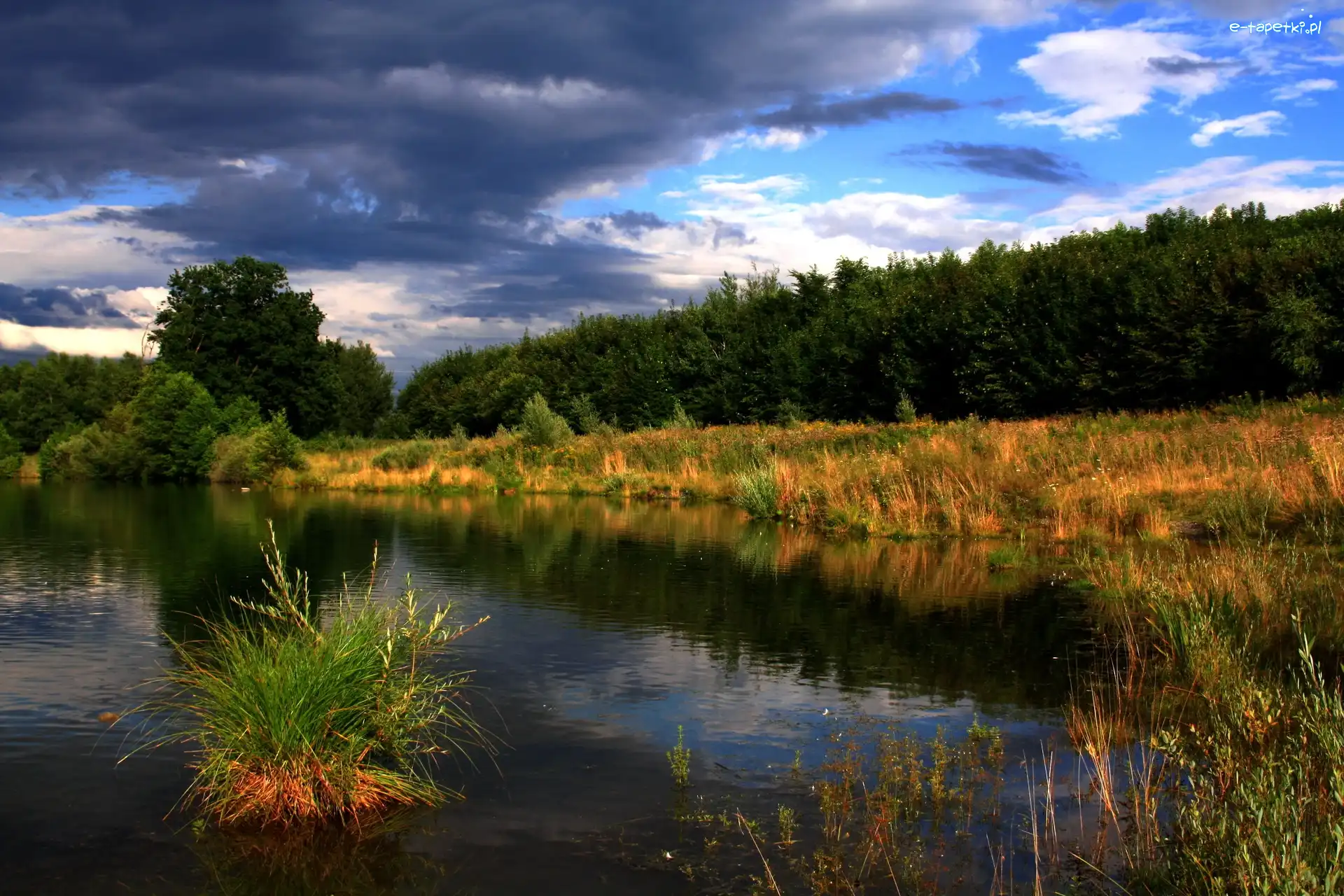 Szuwary, Drzewa, Zarośla, Jezioro