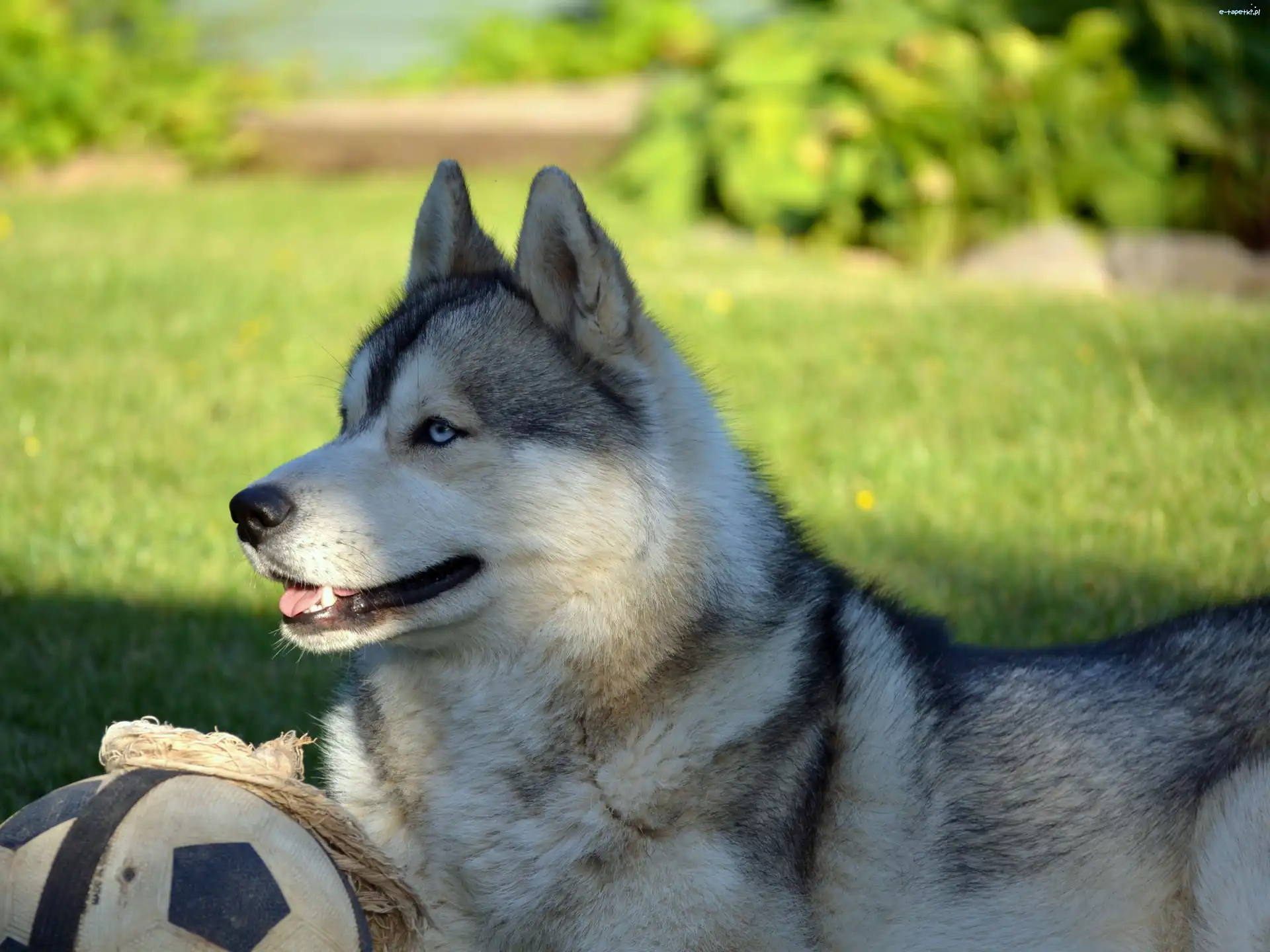 Piłka, Husky, Siberian