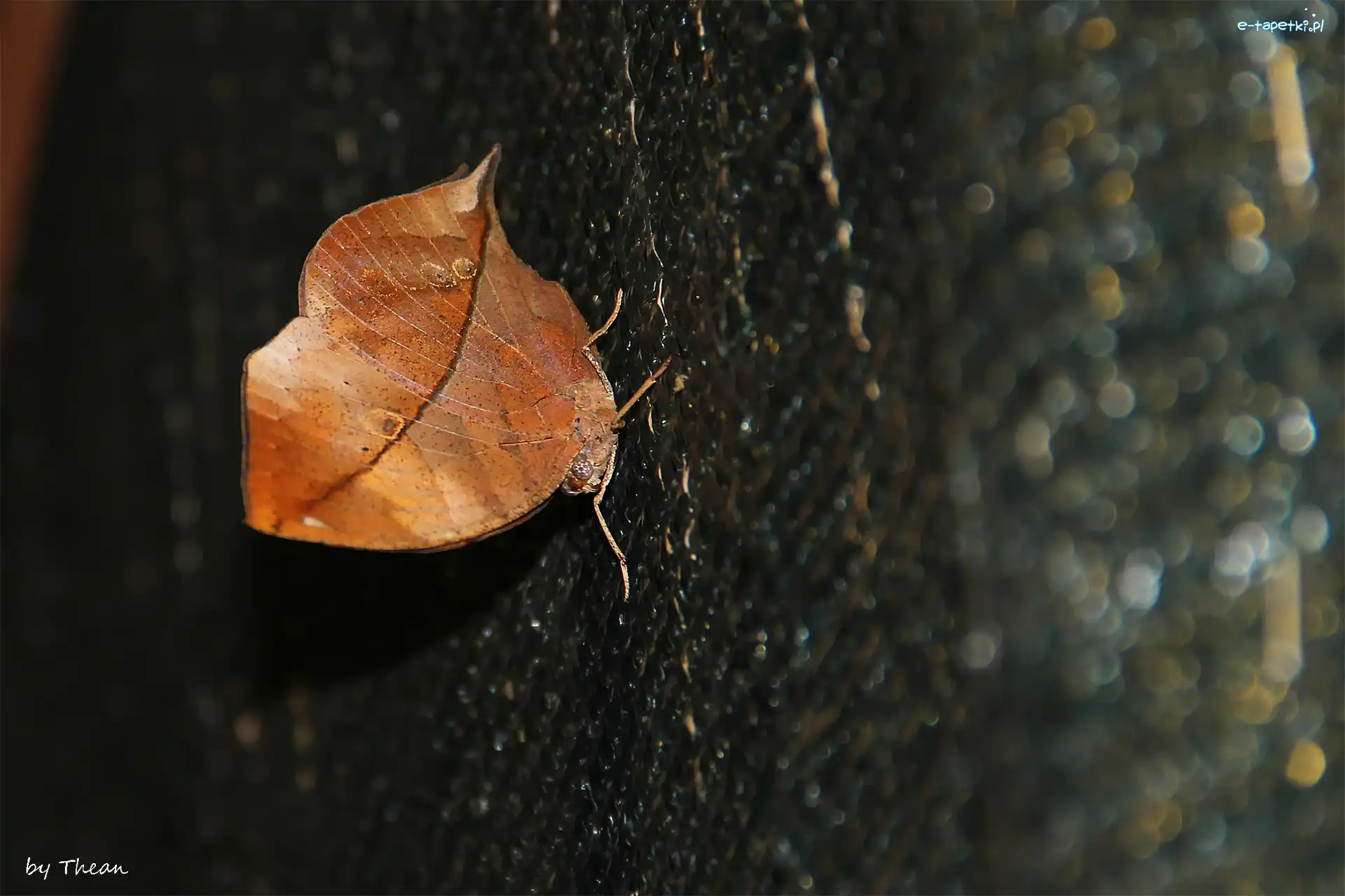 Liść, Motyl