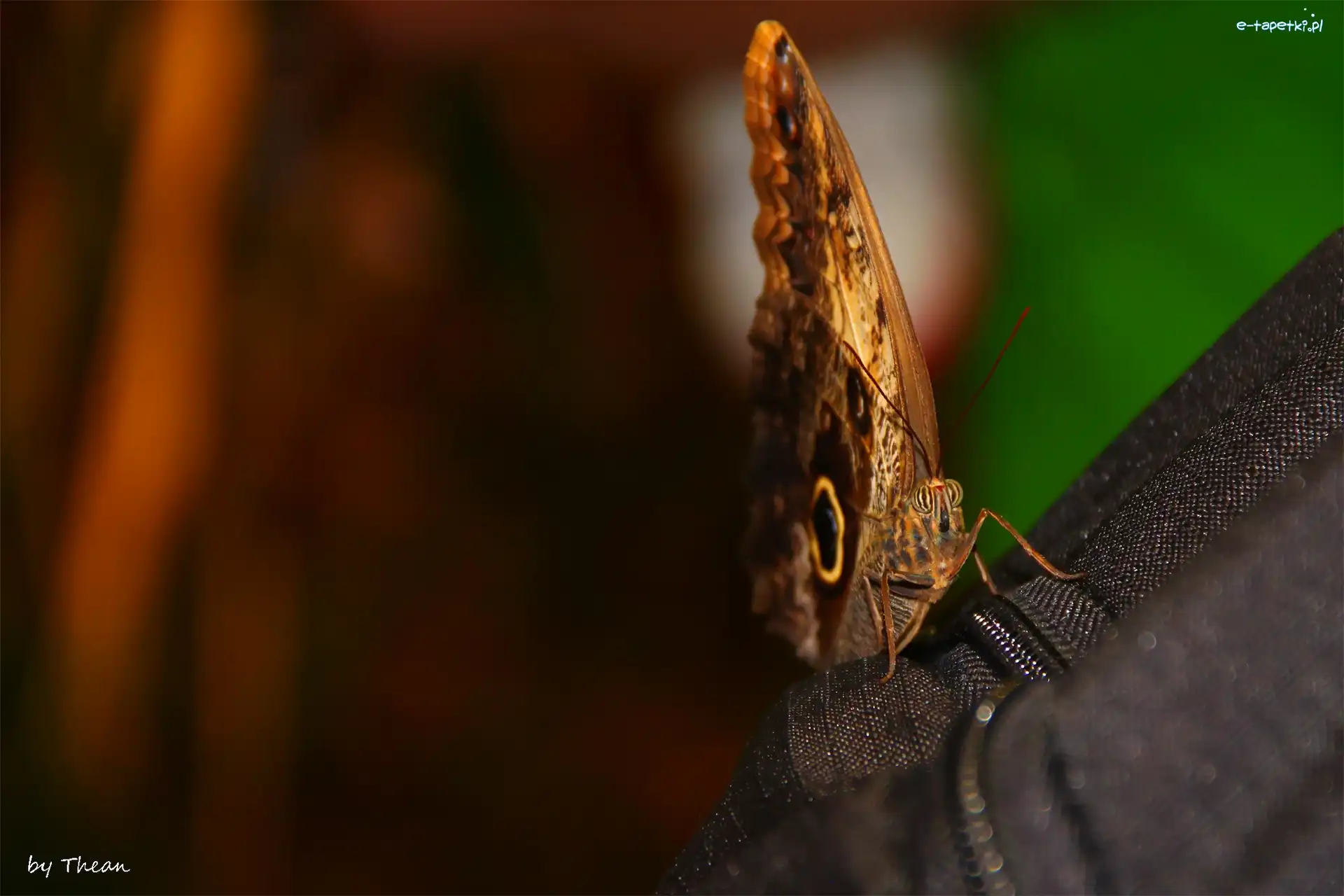Motyl