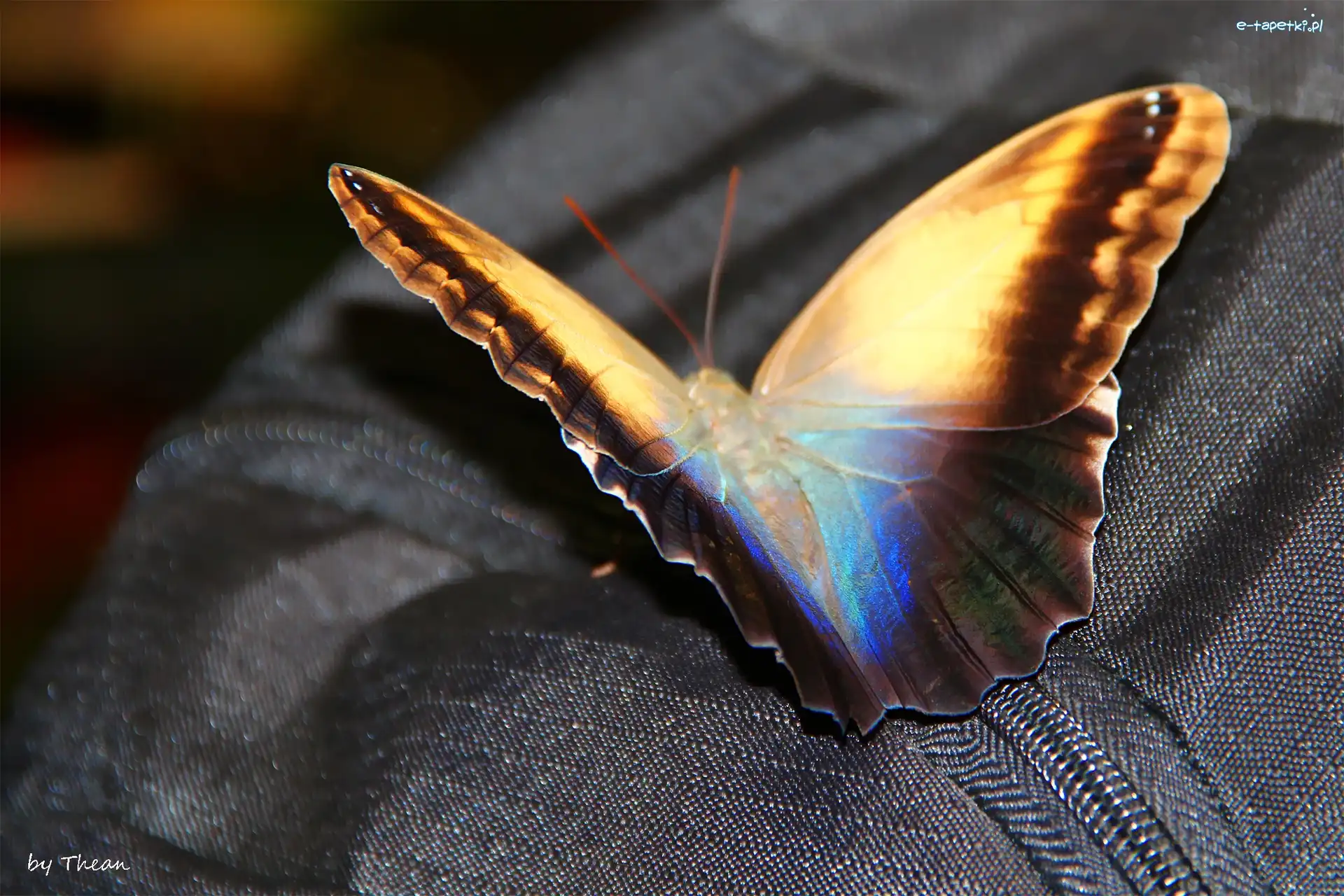 Suwak, Motyl