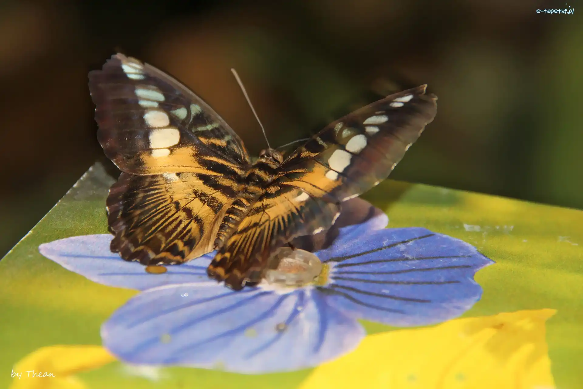 Kwiat, Motyl