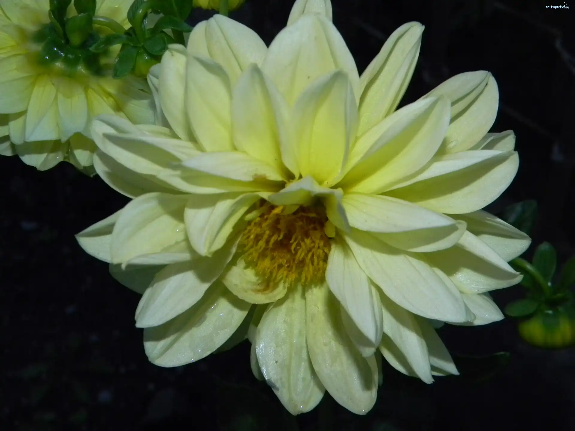 Dalia, Żółta