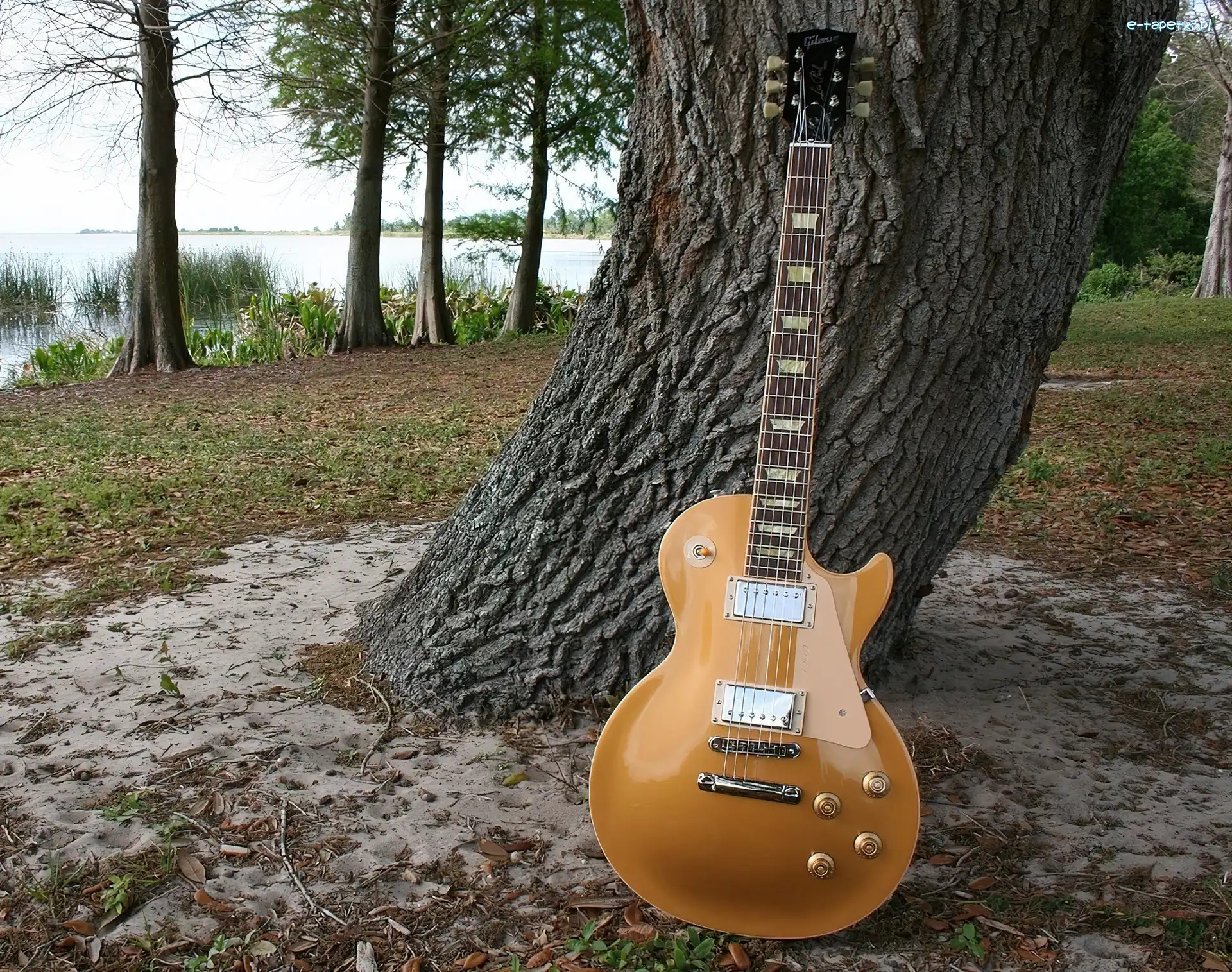 Drzewa, Pień, Gitara