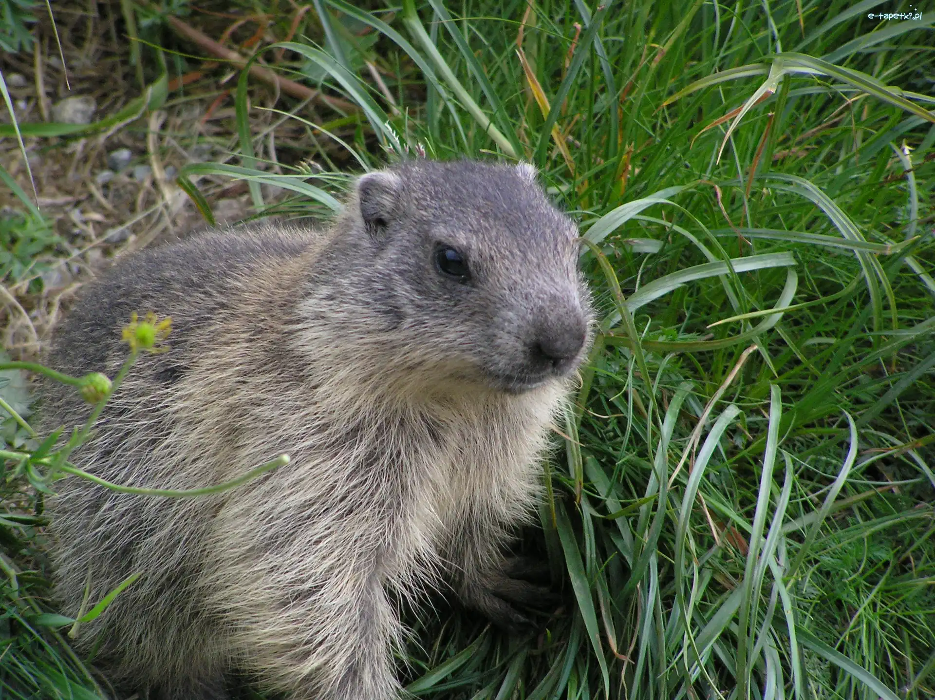 Trawa, Futerko, Marmota