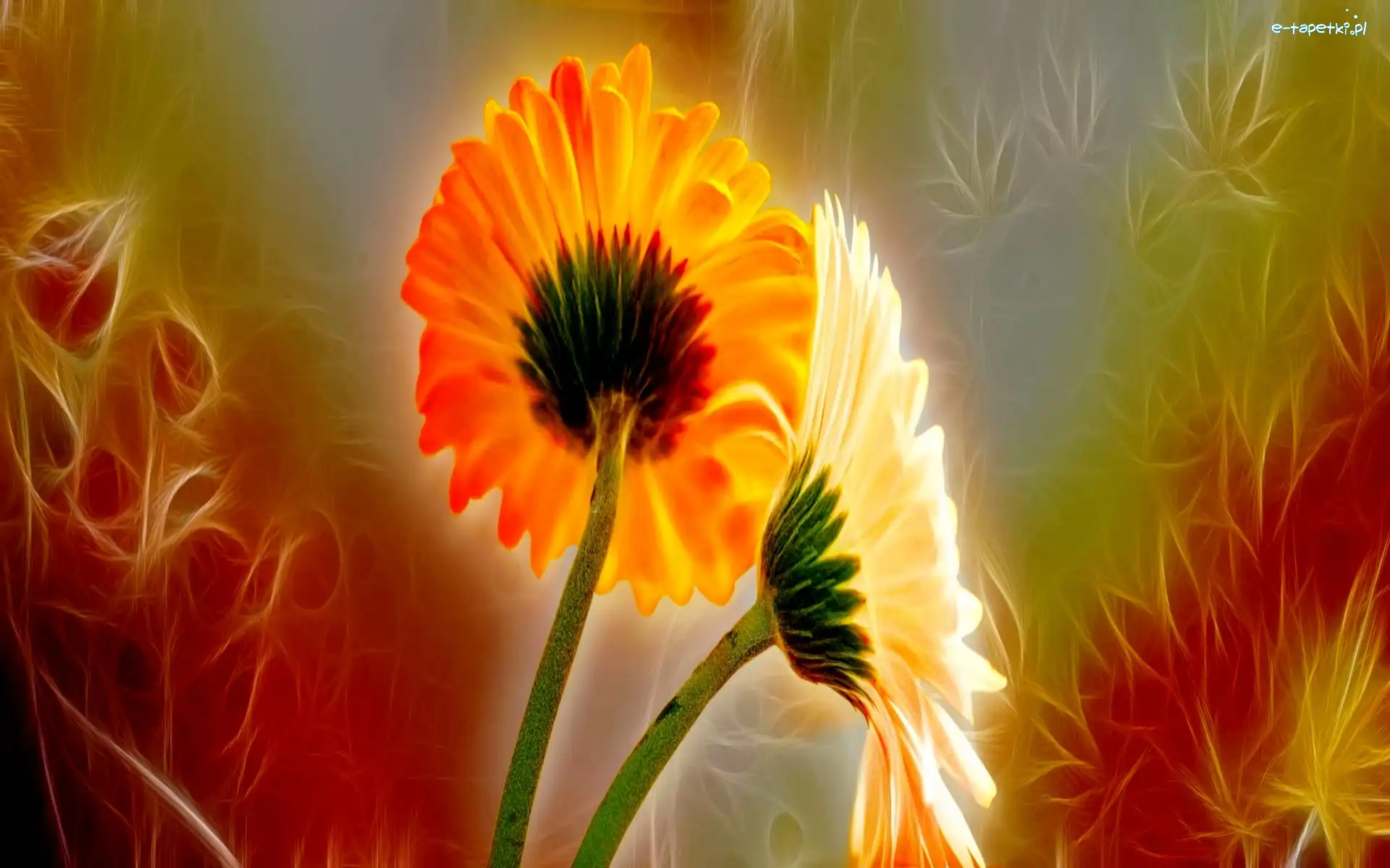 Fractalius, Grafika, Gerbery