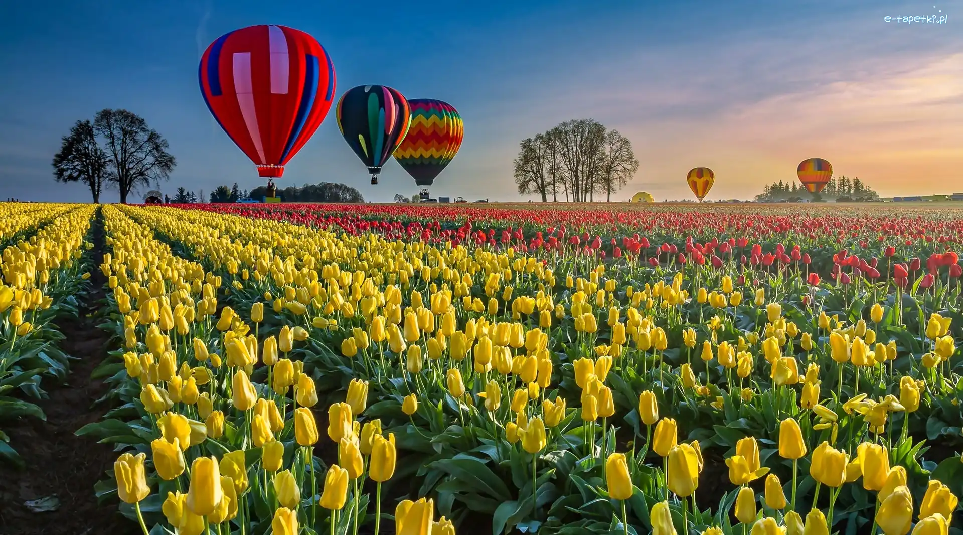 Tulipanów, Balony, Kolorowe, Plantacja
