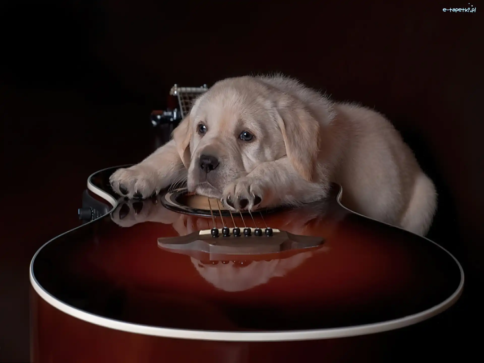 Smutny, Golden retriever, Pies, Szczeniak, Gitara