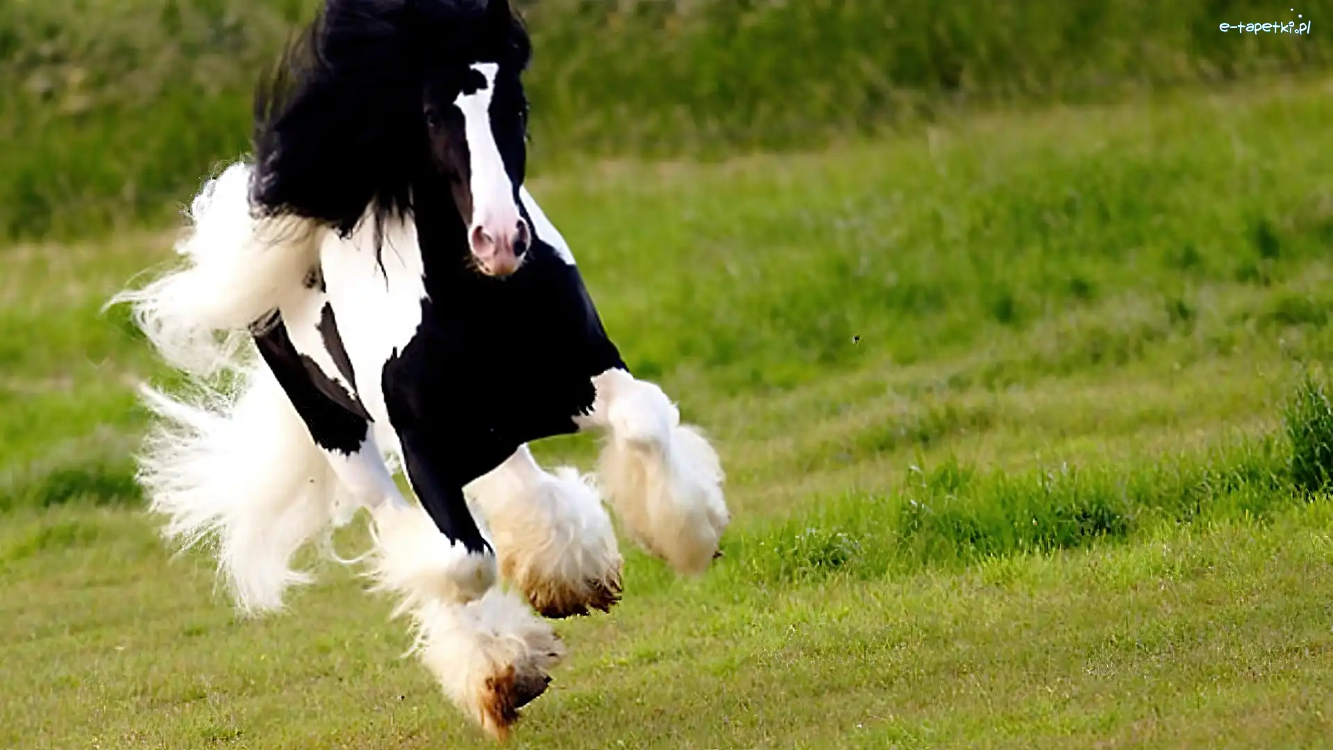 Galop, Koń