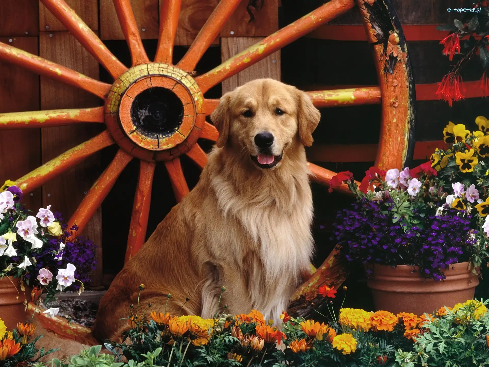 Koło, Golden Retriever, Kwiaty, Pies