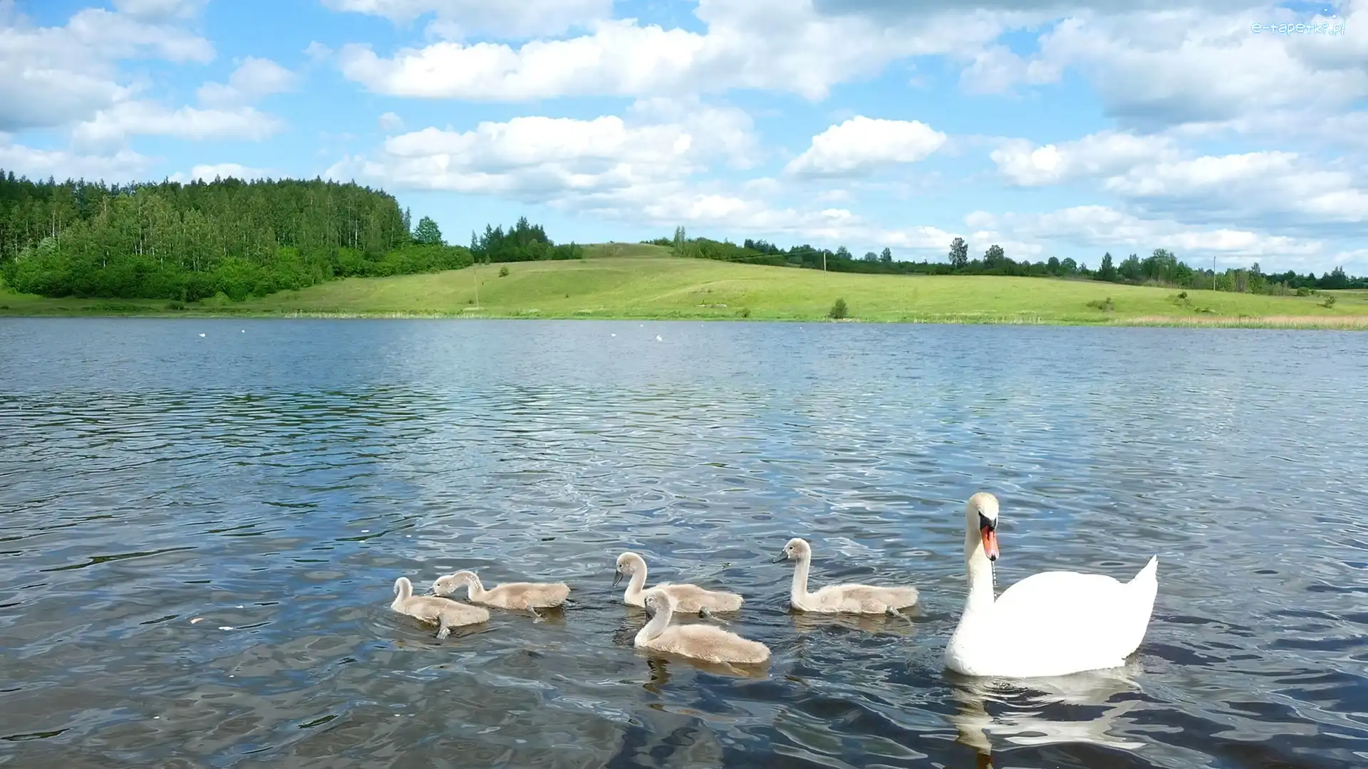 Jezioro, Chmury, Drzewa, Łabędzie