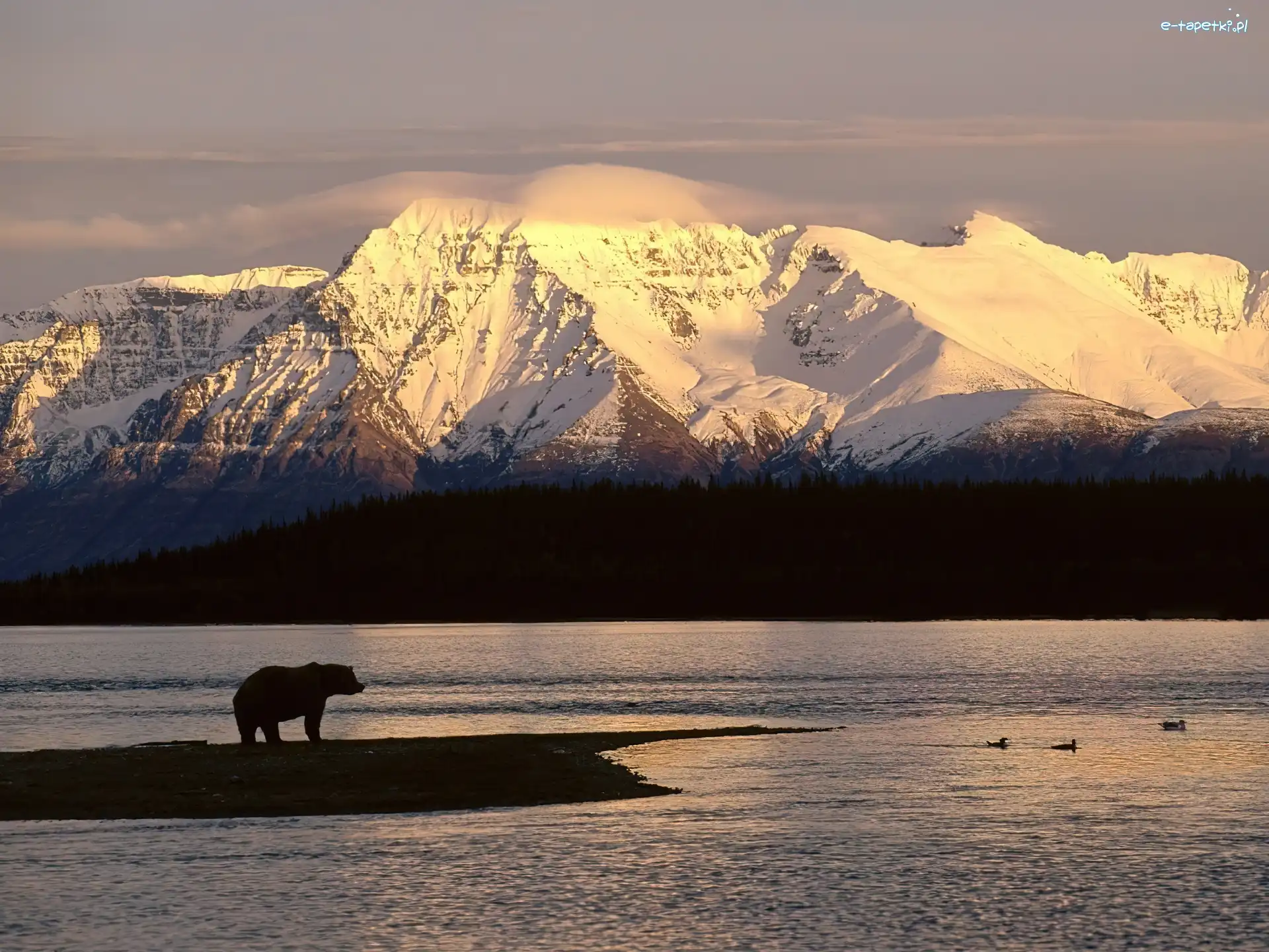 Niedźwiedź, Góry, Alaska