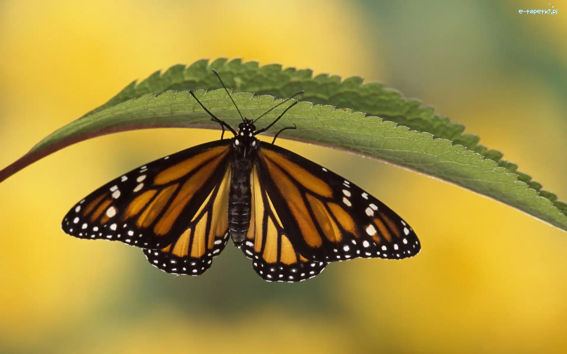 Liść, Motyl