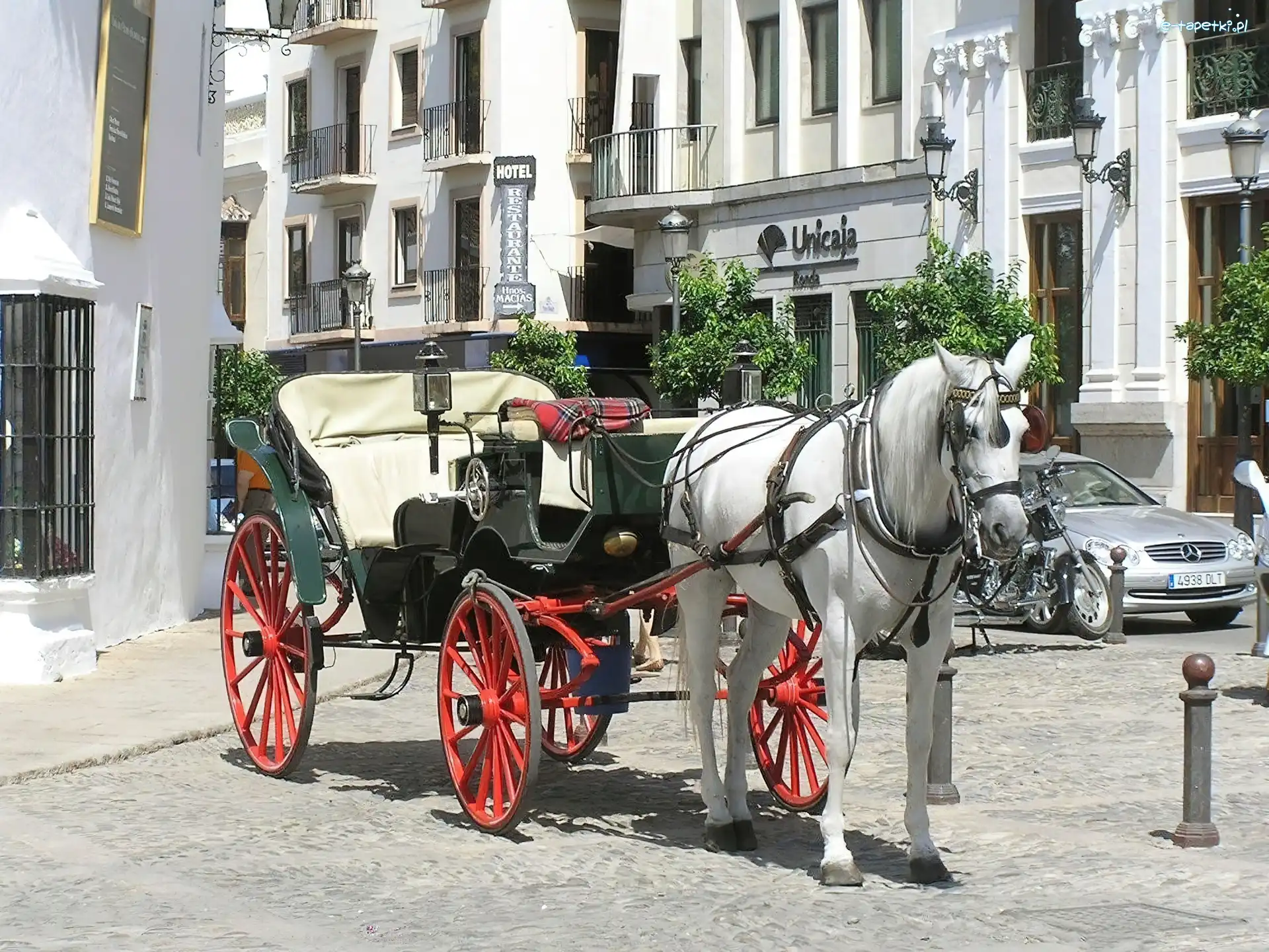 Dorożka, Zaprzęg, Koń