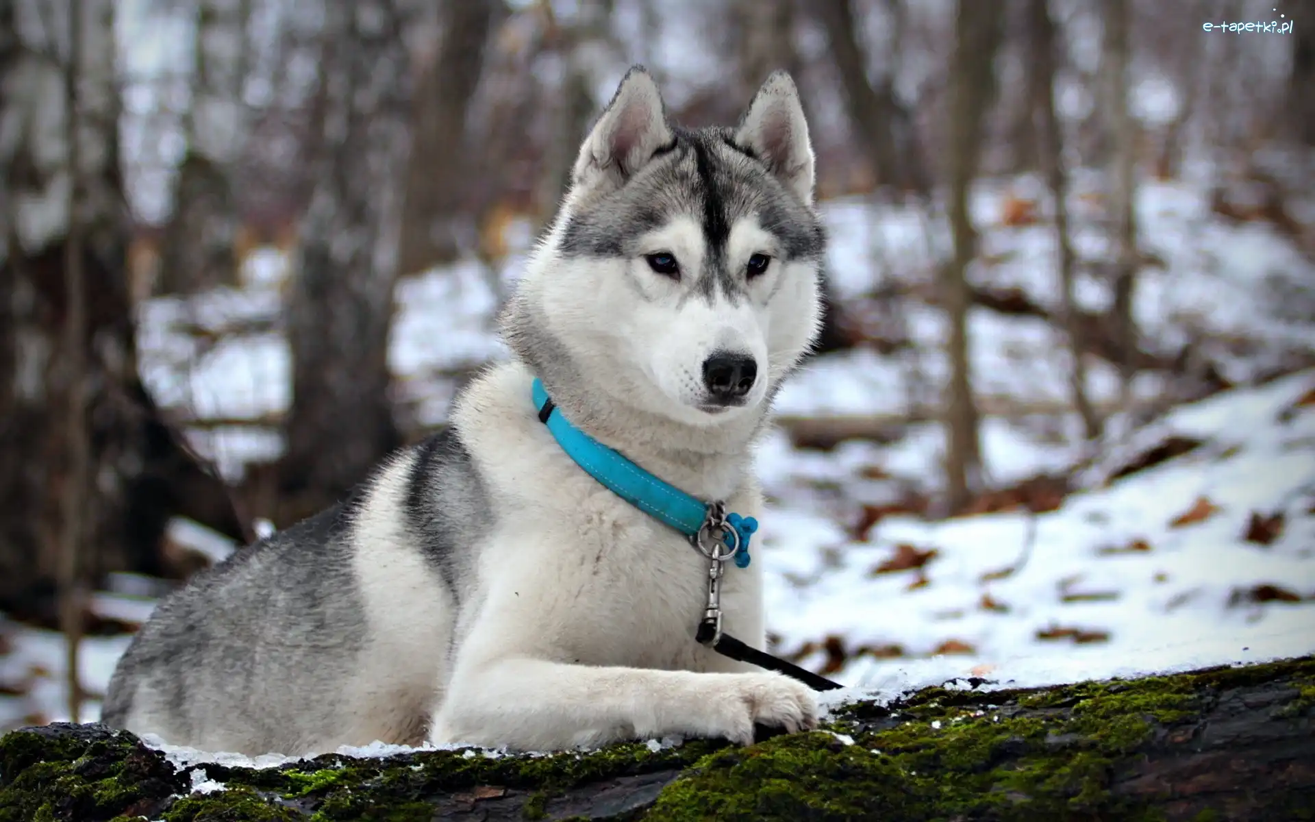 Husky, Obroża, Niebieska, Śnieg, Las
