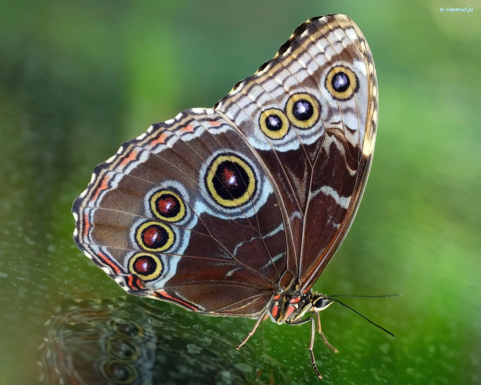 Motyl, Kolorowy