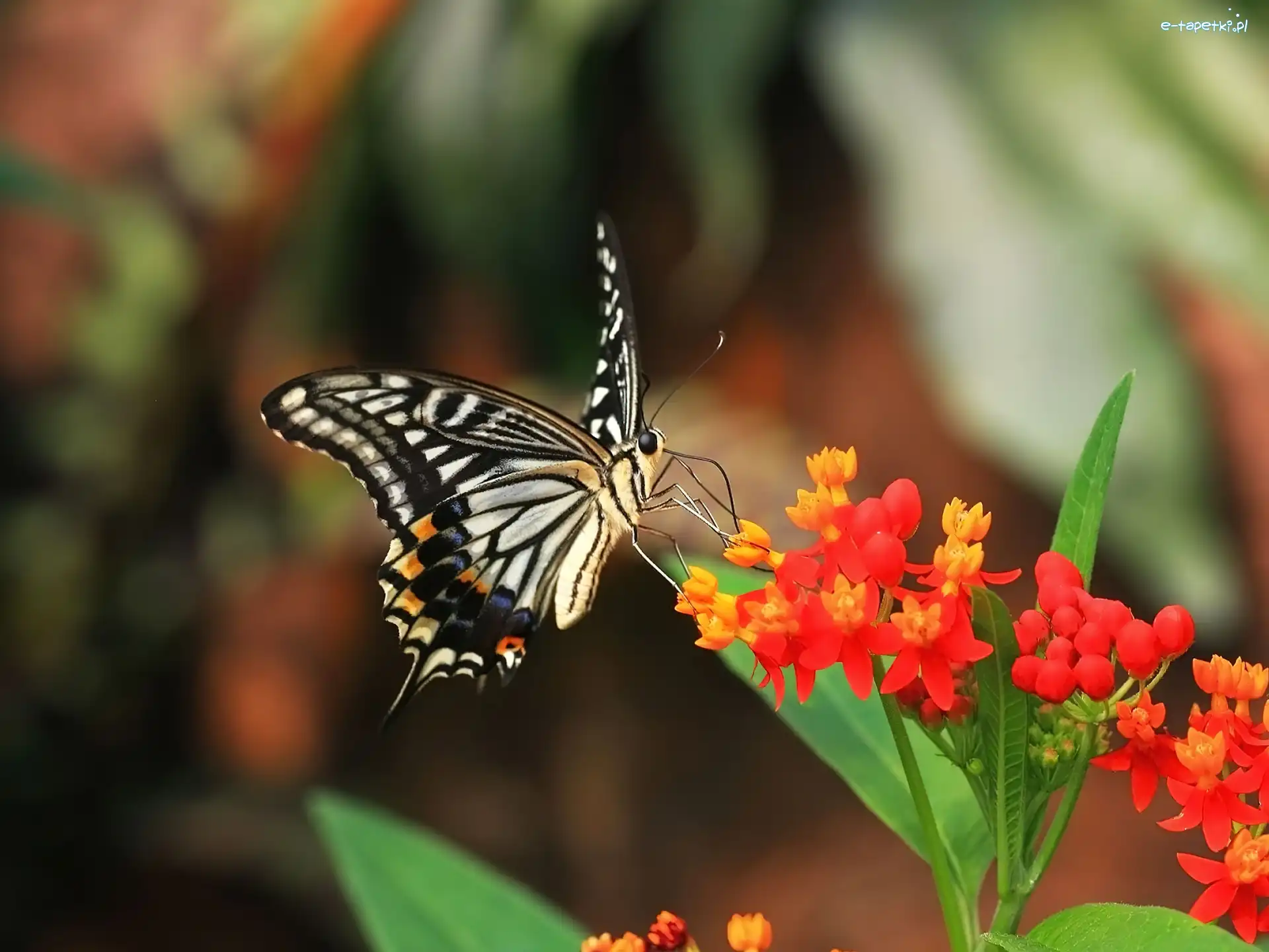 Kwiat, Motyl