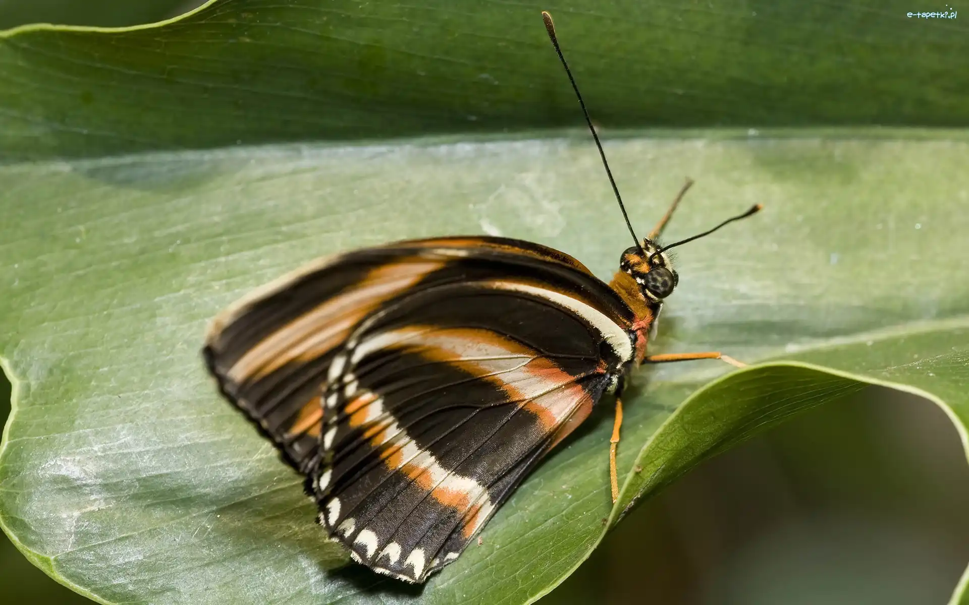 Liść, Motyl