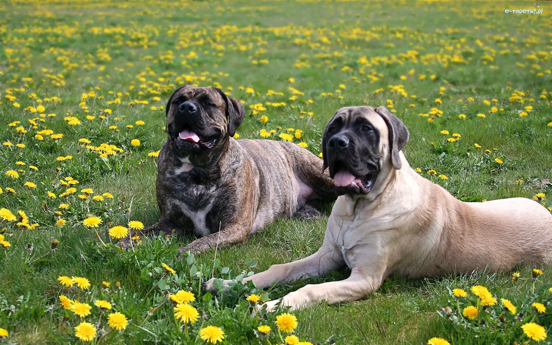 Dwa, Trawa, Bullmastiff, Amstaff, Mlecze, Leżące, Psy, Łąka