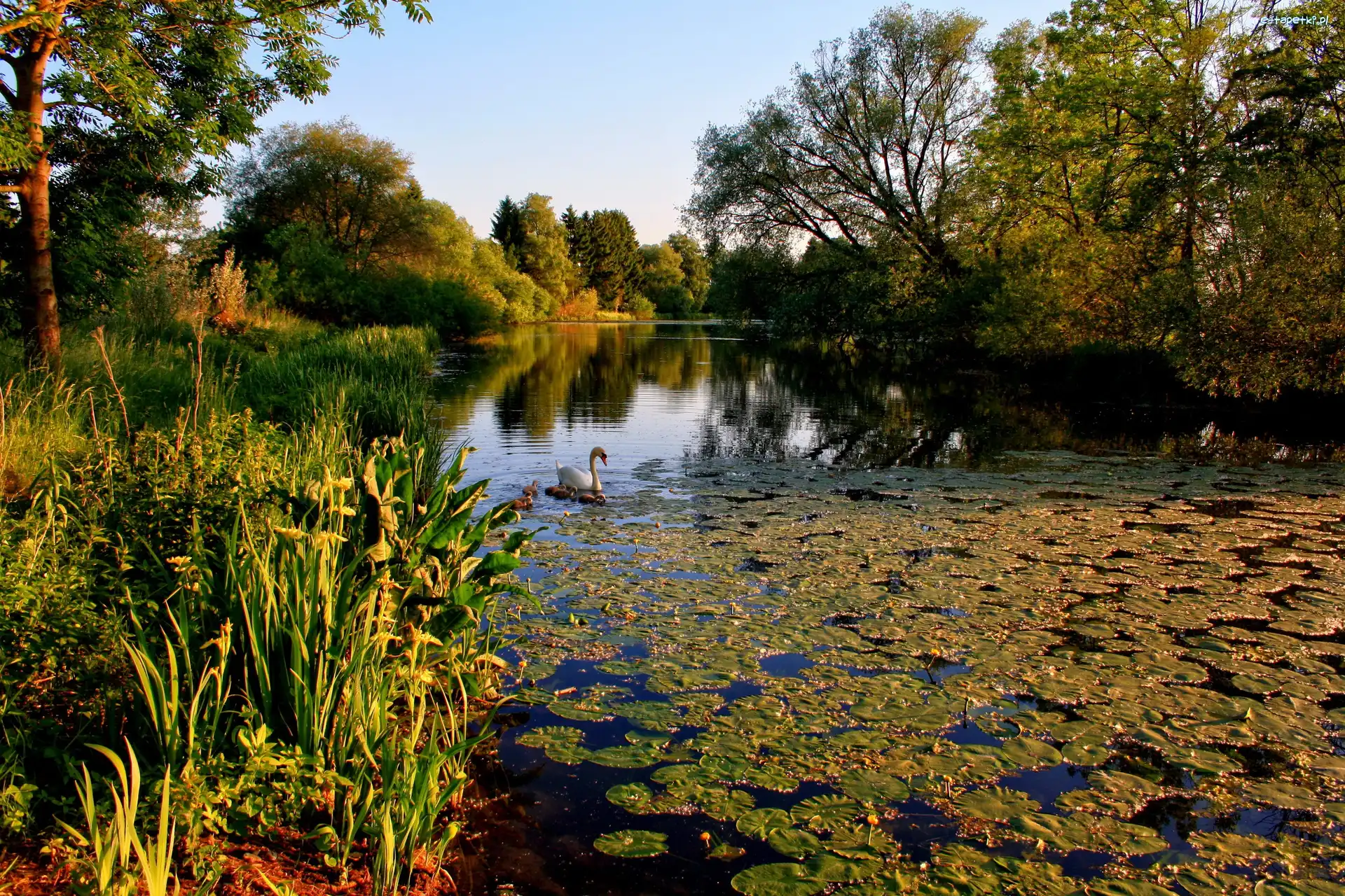 Zieleń, Łabędzie, Jezioro
