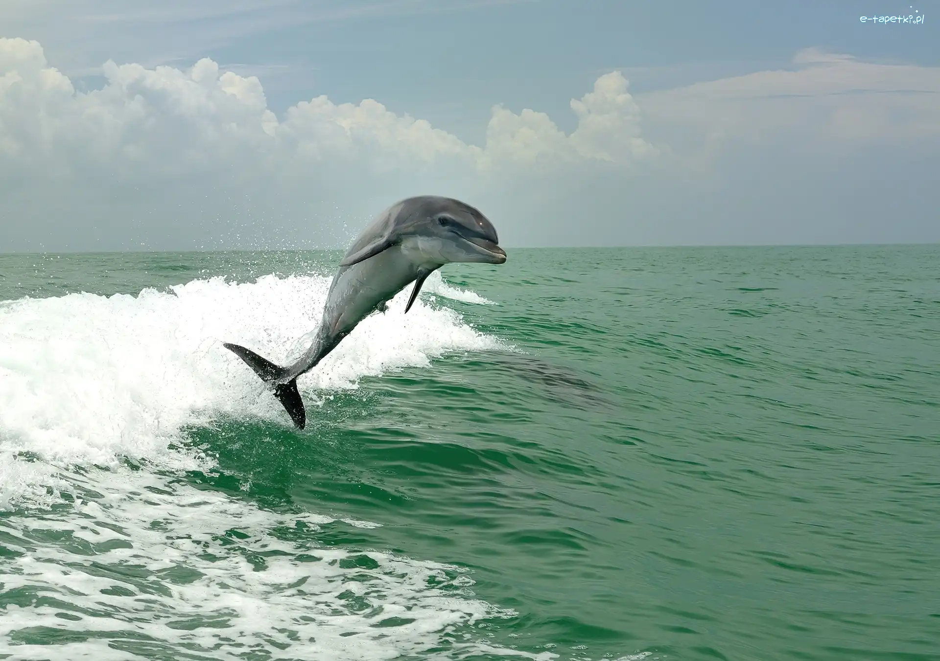 Fale, Morze, Delfin