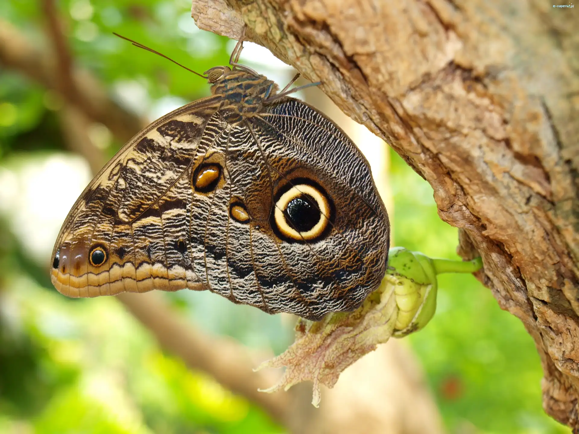 Pień, Motyl