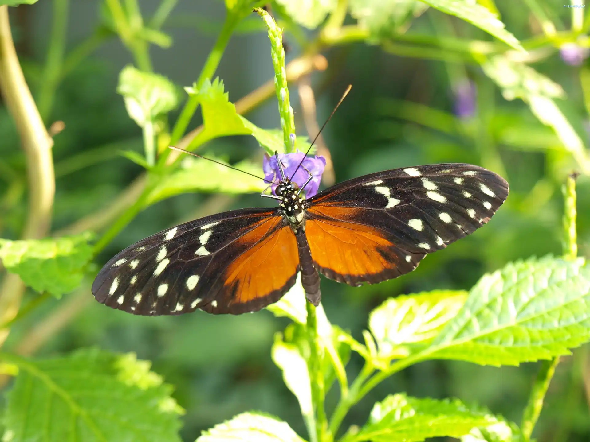 Rośliny, Motyl