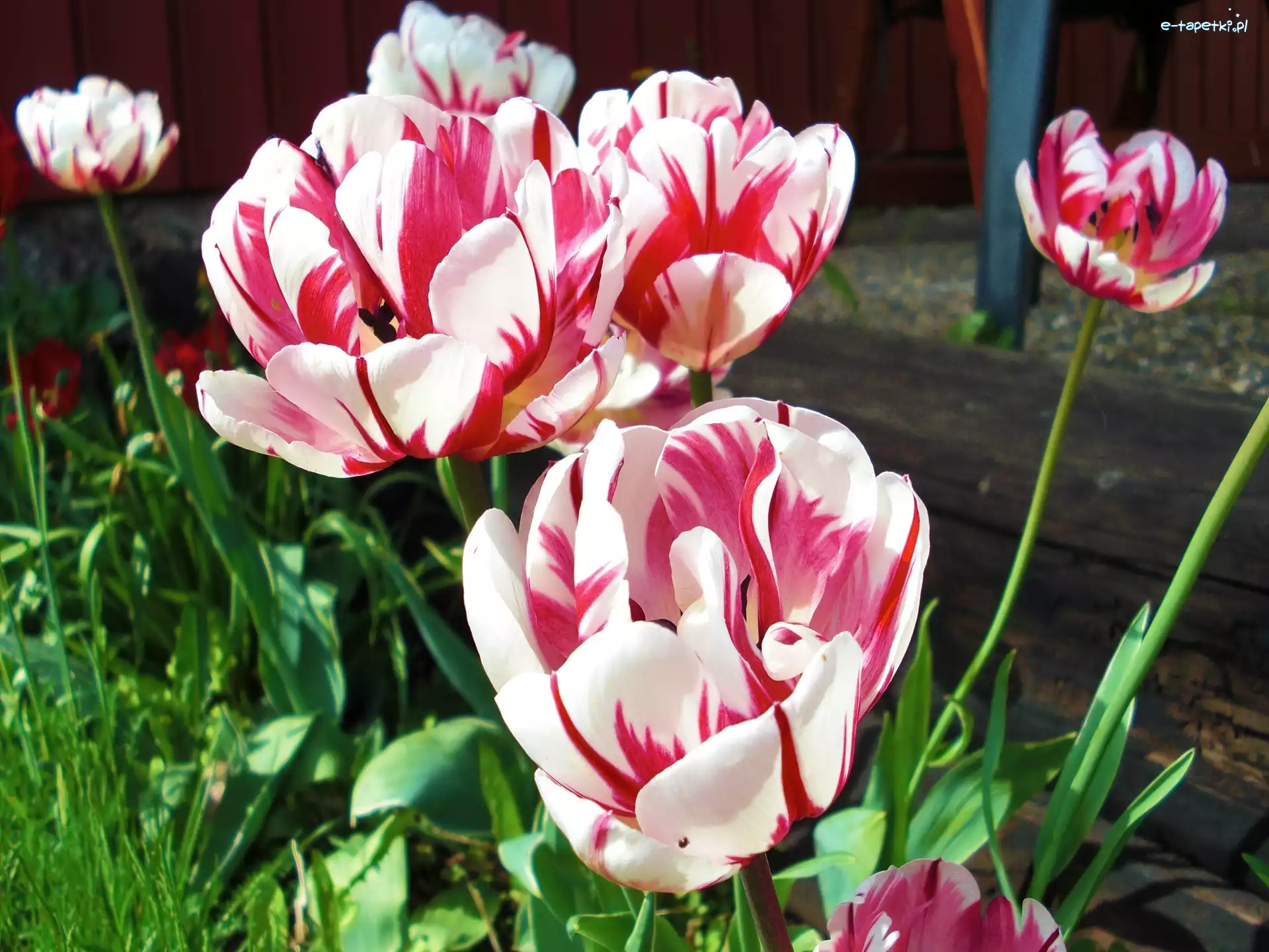 Tulipany, Różowe, Biało