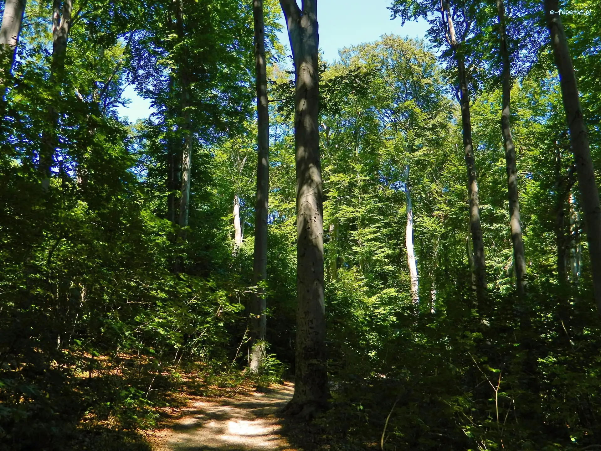 Zieleń, Ścieżka, Las